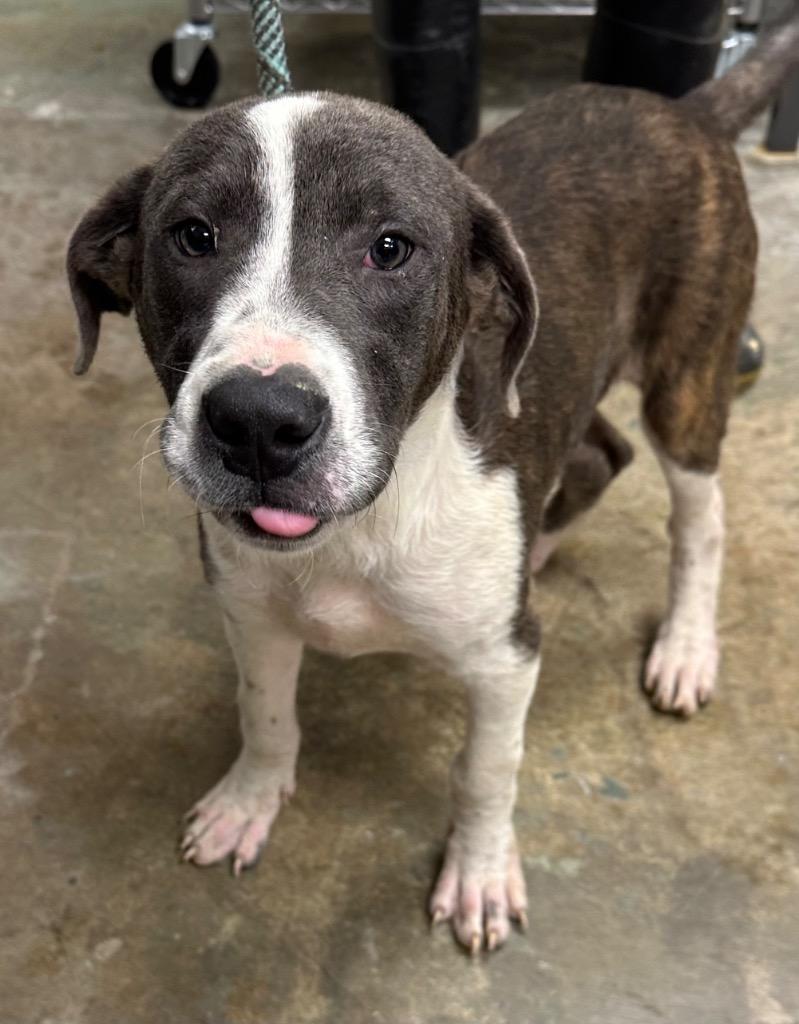 Jughead, Adoptable, Young Male Mixed Breed.