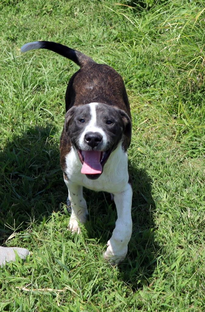 Enlarge Jughead, a Adoptable Mixed Breed in Jonesboro, AR image 1/6