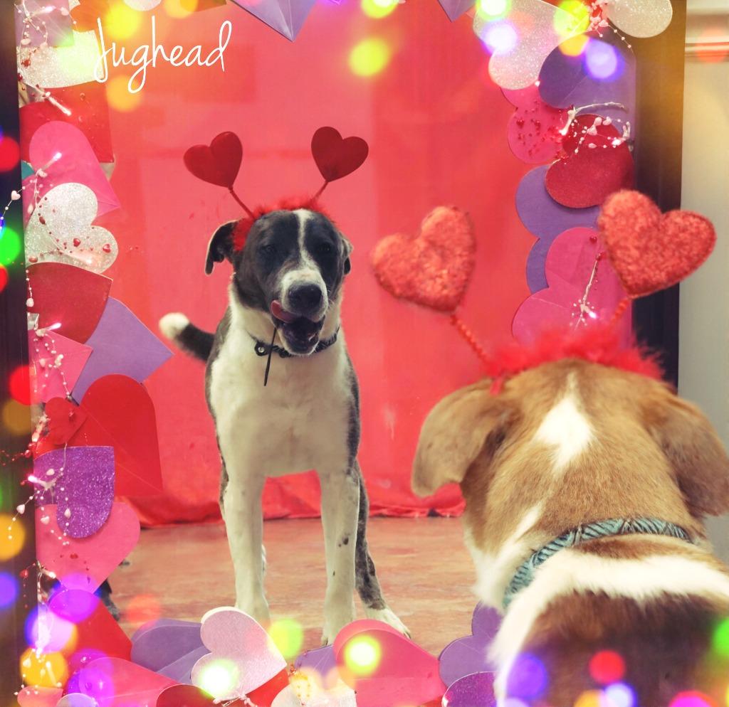 Enlarge Jughead, a Adoptable Mixed Breed in Jonesboro, AR image 2/6