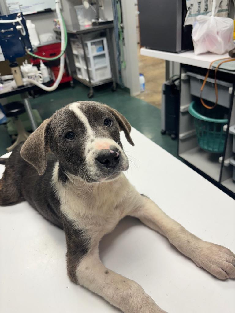 Jughead, a Adoptable Mixed Breed in Jonesboro, AR image 2/3