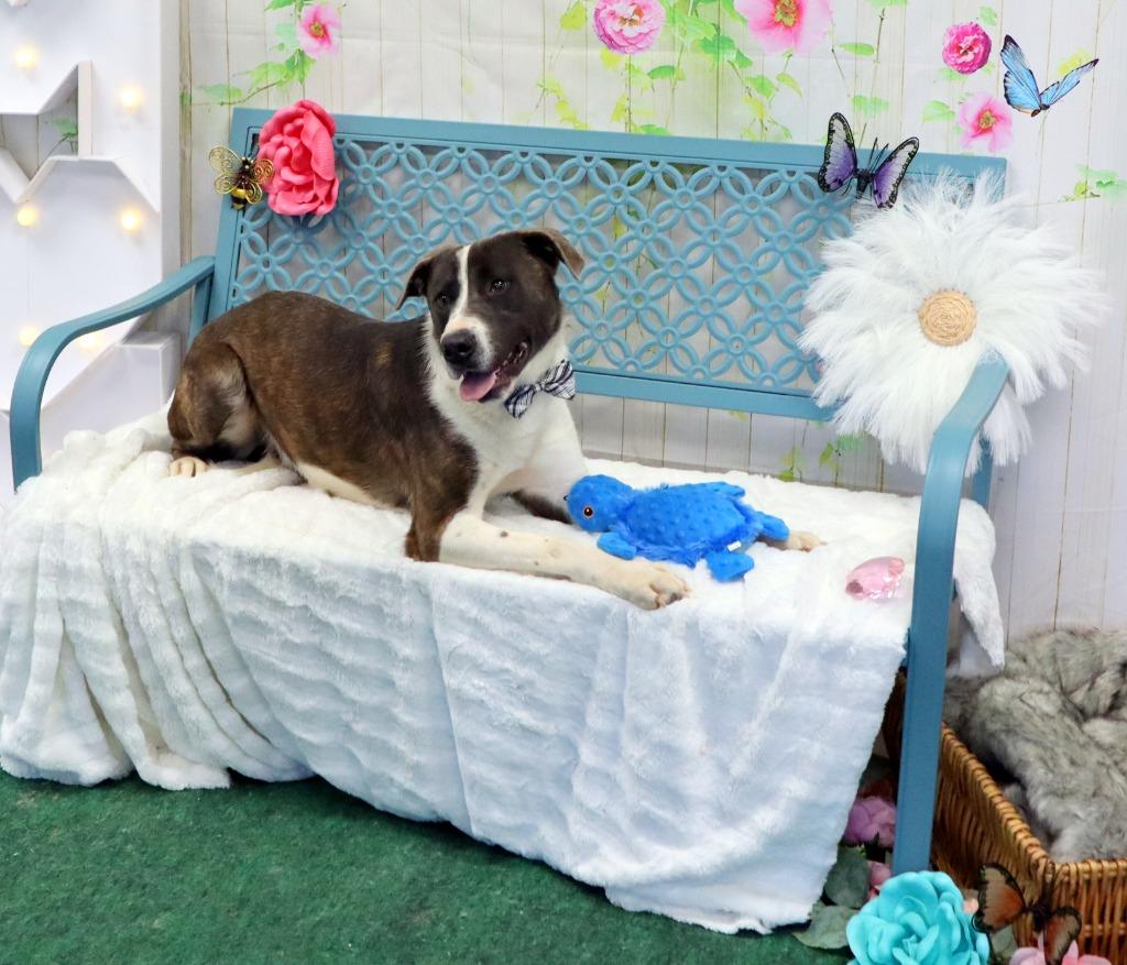 Jughead, Adoptable, Young Male Mixed Breed.