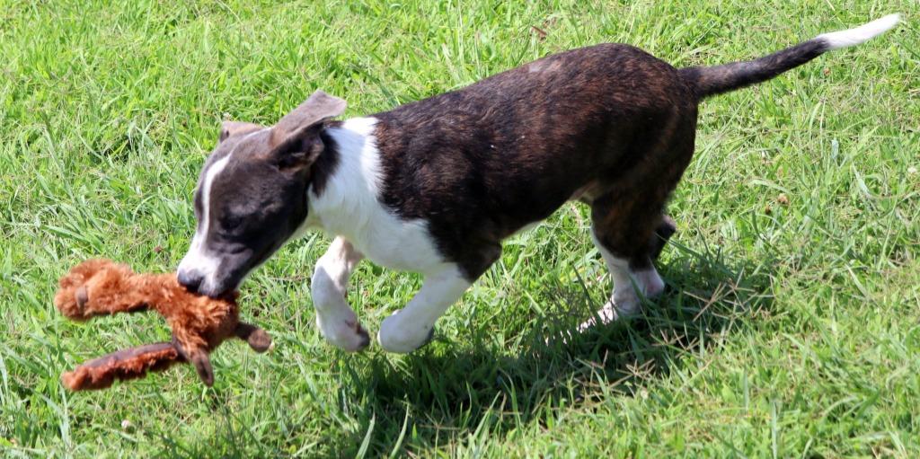 Enlarge Jughead, a Adoptable Mixed Breed in Jonesboro, AR image 3/6