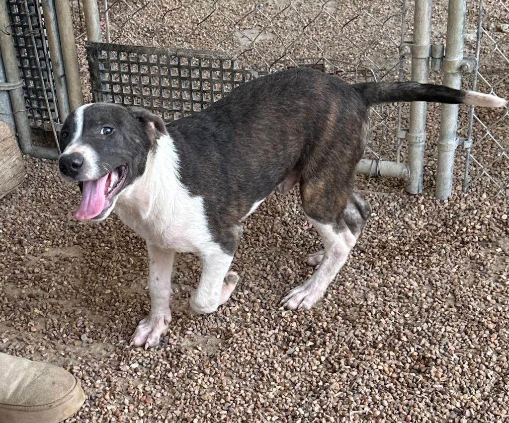 Jughead, a Adoptable Mixed Breed in Jonesboro, AR image 3/3