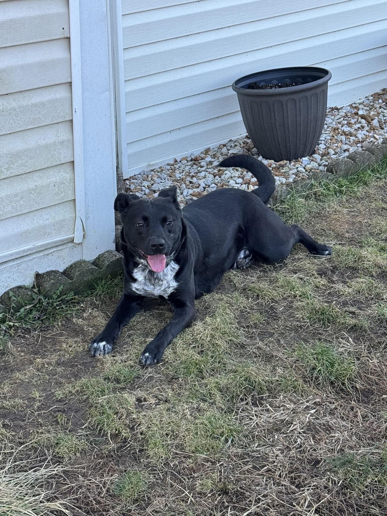 Enlarge FRED, a Adoptable Mixed Breed in Fenton, MO image 2/3