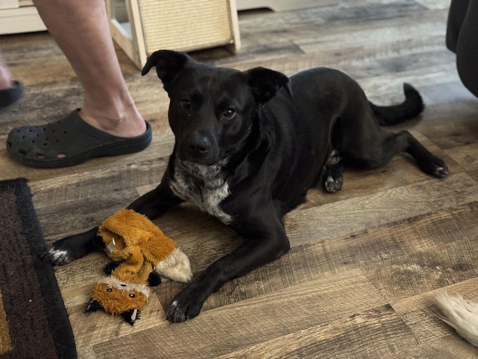 Enlarge FRED, a Adoptable Mixed Breed in Fenton, MO image 3/3