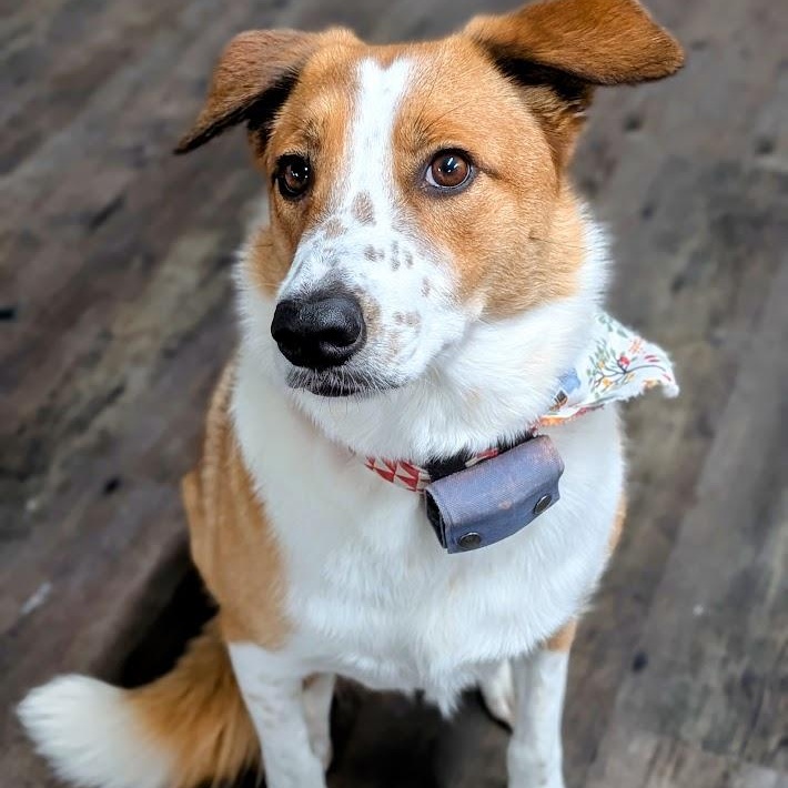 Enlarge Lucky, an adopted Australian Cattle Dog / Blue Heeler in St. George, UT image 2/6