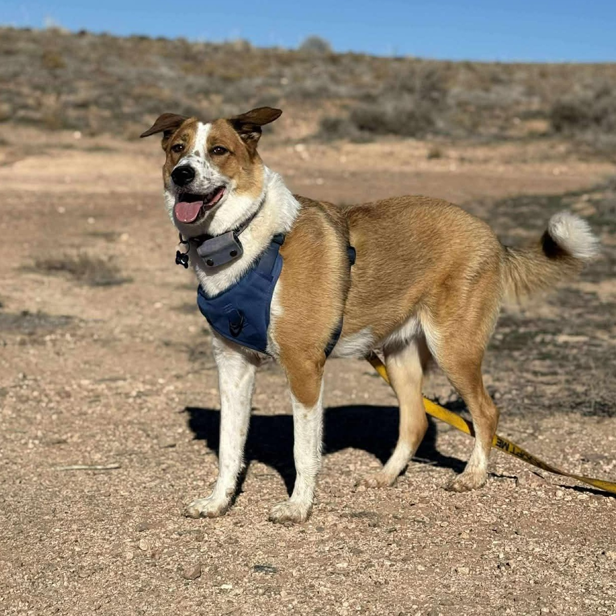 Enlarge Lucky, an adopted Australian Cattle Dog / Blue Heeler in St. George, UT image 4/6