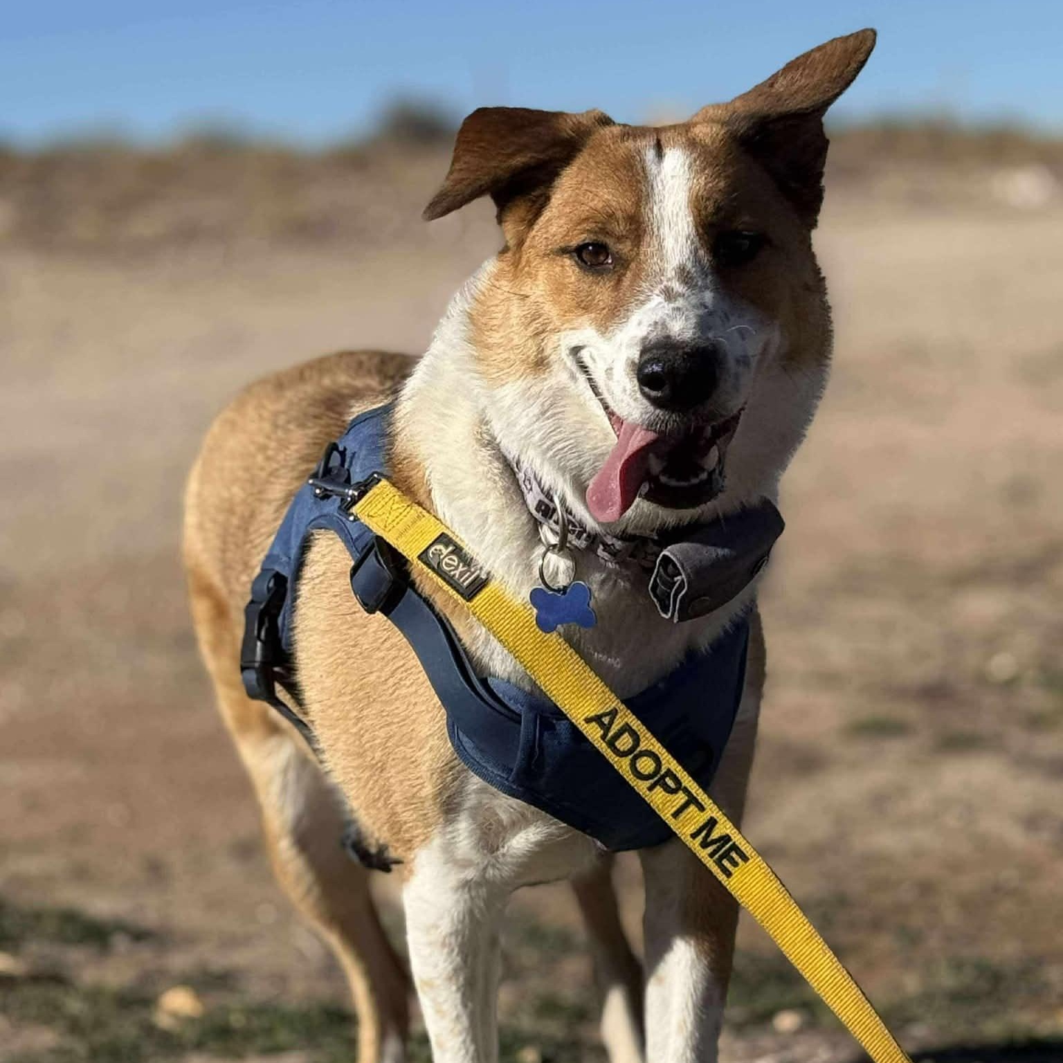 Enlarge Lucky, an adopted Australian Cattle Dog / Blue Heeler in St. George, UT image 5/6