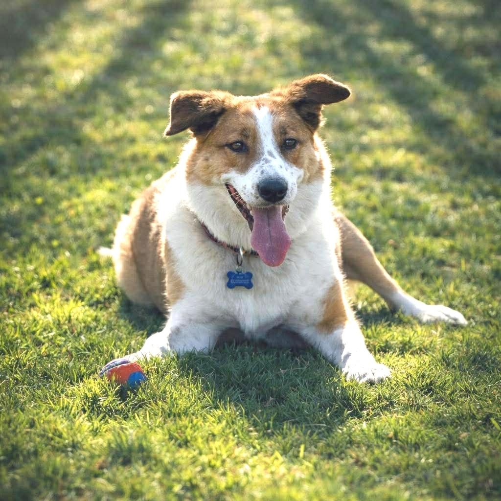 Enlarge Lucky, an adopted Australian Cattle Dog / Blue Heeler in St. George, UT image 6/6