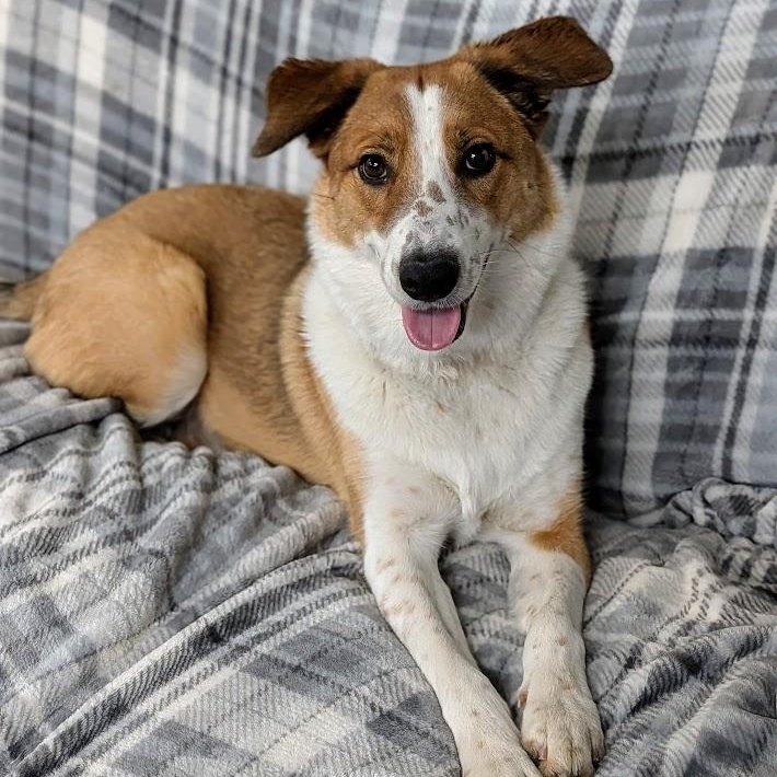 Enlarge Lucky, an adopted Australian Cattle Dog / Blue Heeler in St. George, UT image 1/6