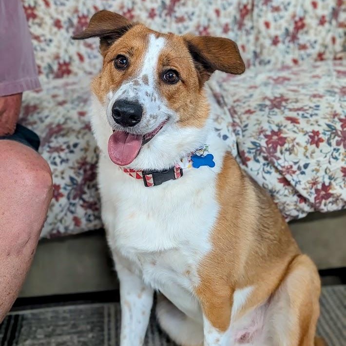 Enlarge Lucky, an adopted Australian Cattle Dog / Blue Heeler in St. George, UT image 3/6