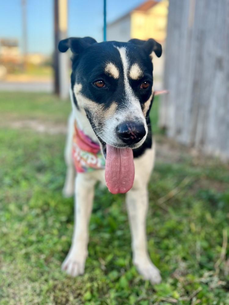 Bobbie, Adoptable, Adult Male Great Pyrenees & Rottweiler.