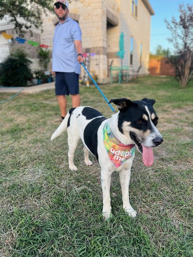 Bobbie, Adoptable, Adult Male Great Pyrenees & Rottweiler.