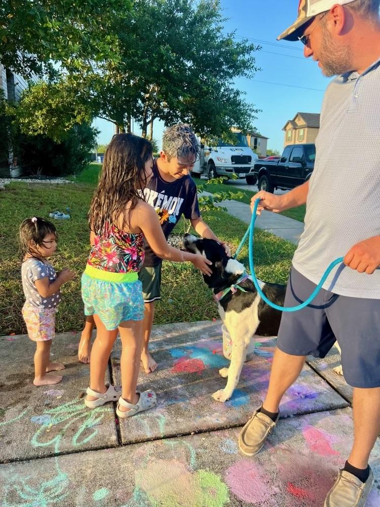 Enlarge Bobbie, a Adoptable mixed breed in San Antonio, TX image 3/3