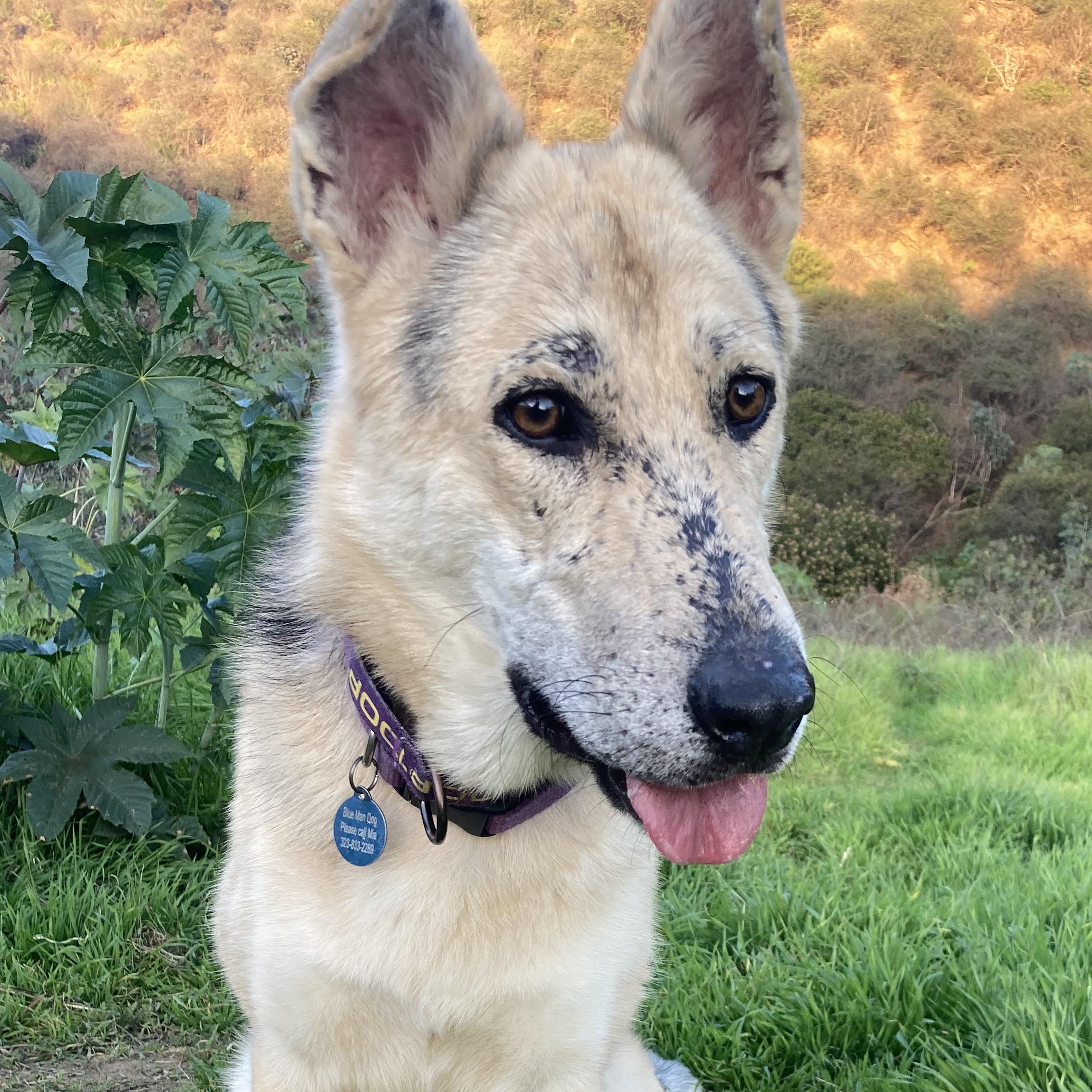 Enlarge Spiderman, a ADOPTABLE mixed breed in Burbank, CA image 1/6