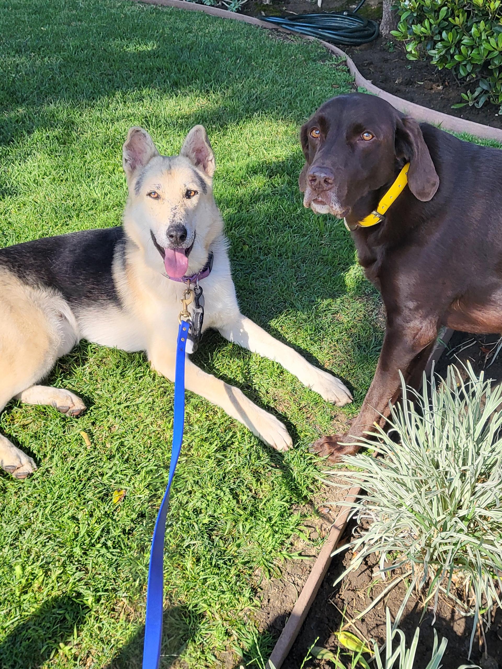 Enlarge Spiderman, a ADOPTABLE mixed breed in Burbank, CA image 2/6