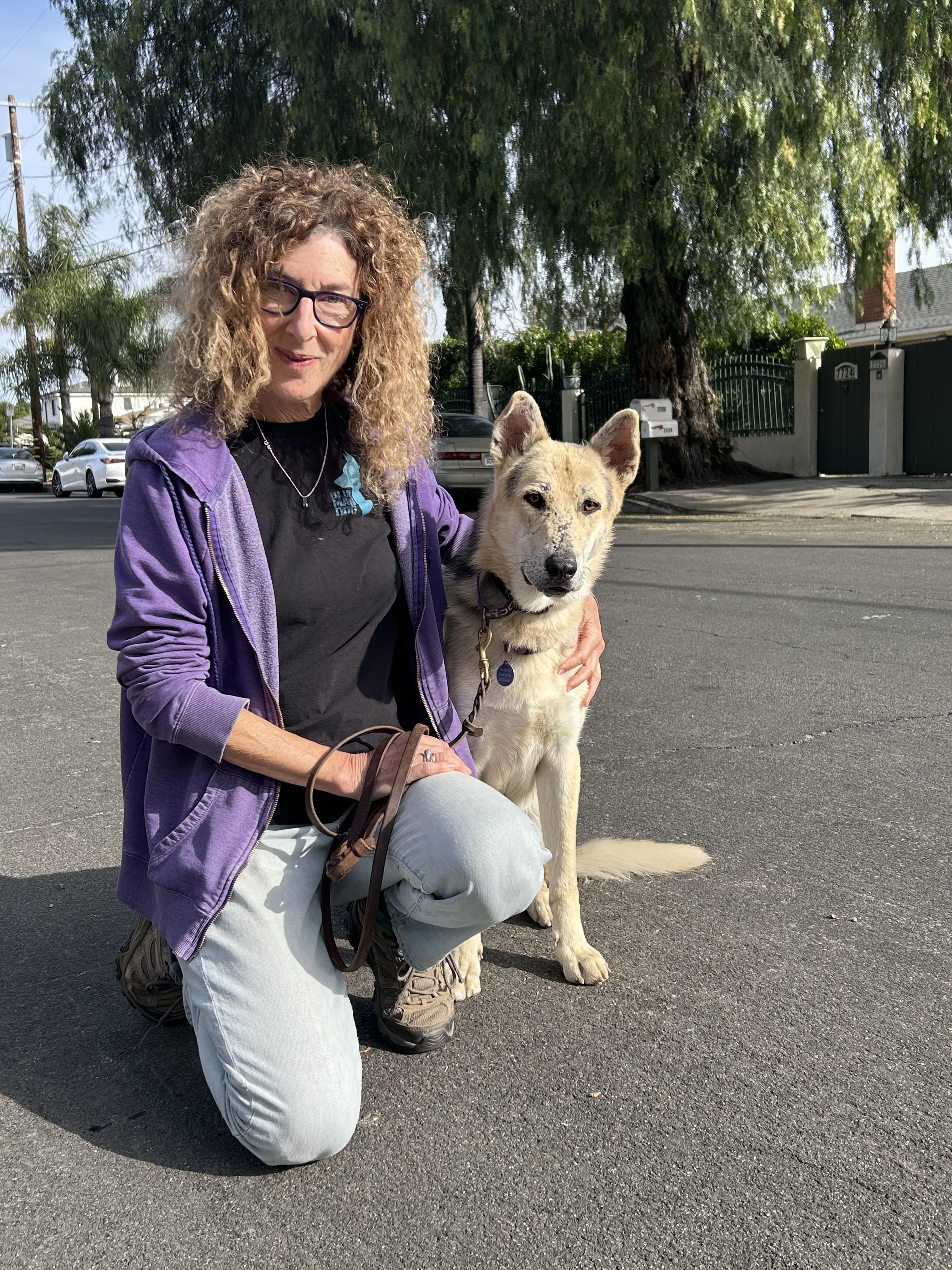 Enlarge Spiderman, a ADOPTABLE mixed breed in Burbank, CA image 3/6