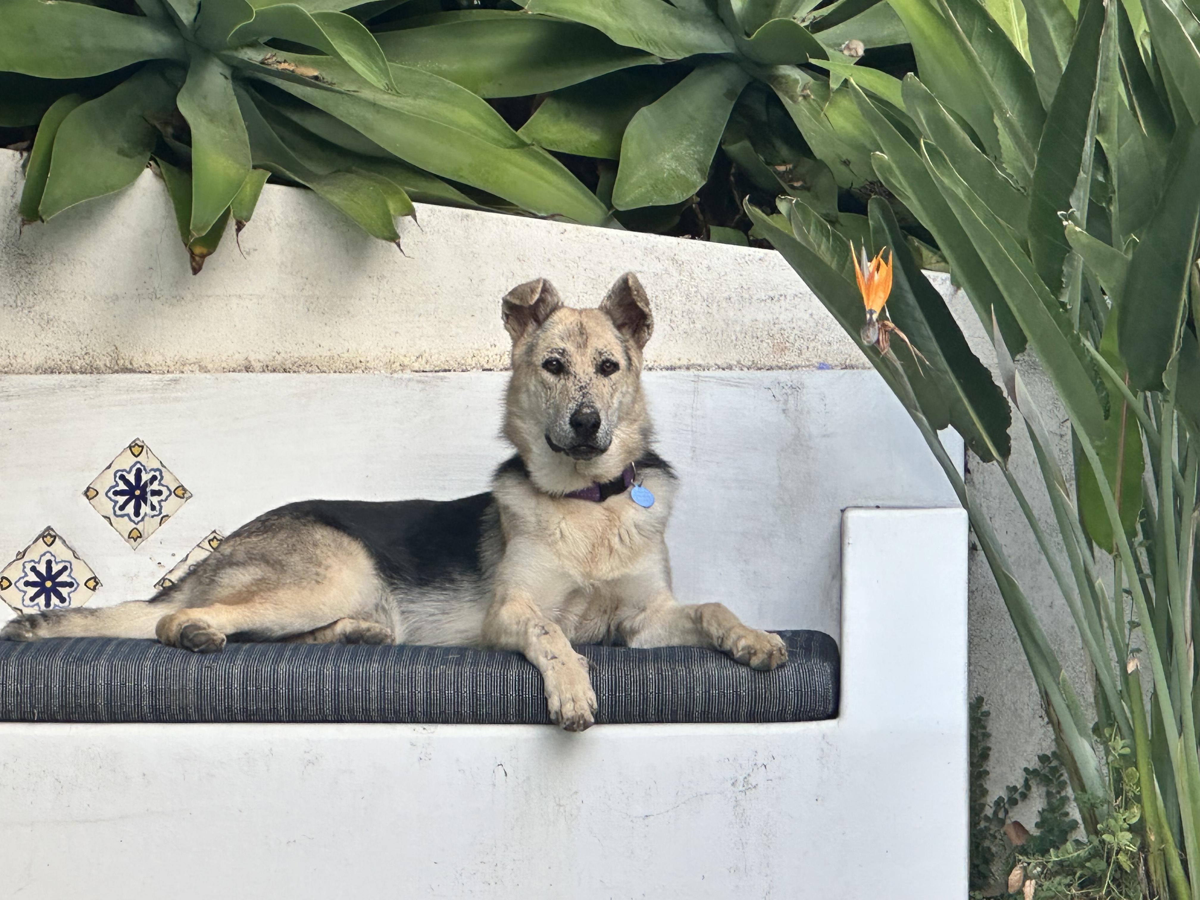 Enlarge Spiderman, a ADOPTABLE mixed breed in Burbank, CA image 4/6