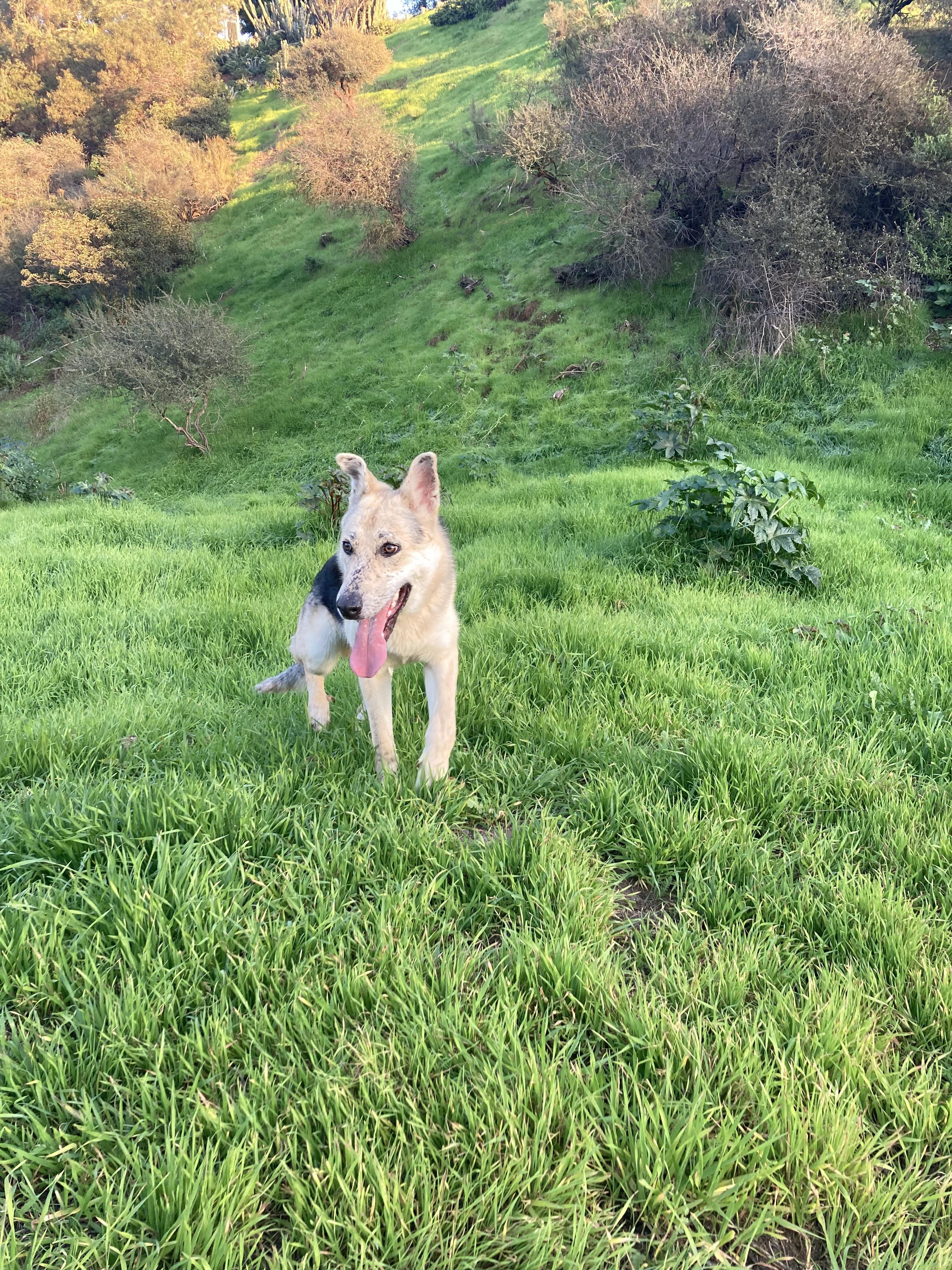 Enlarge Spiderman, a ADOPTABLE mixed breed in Burbank, CA image 5/6