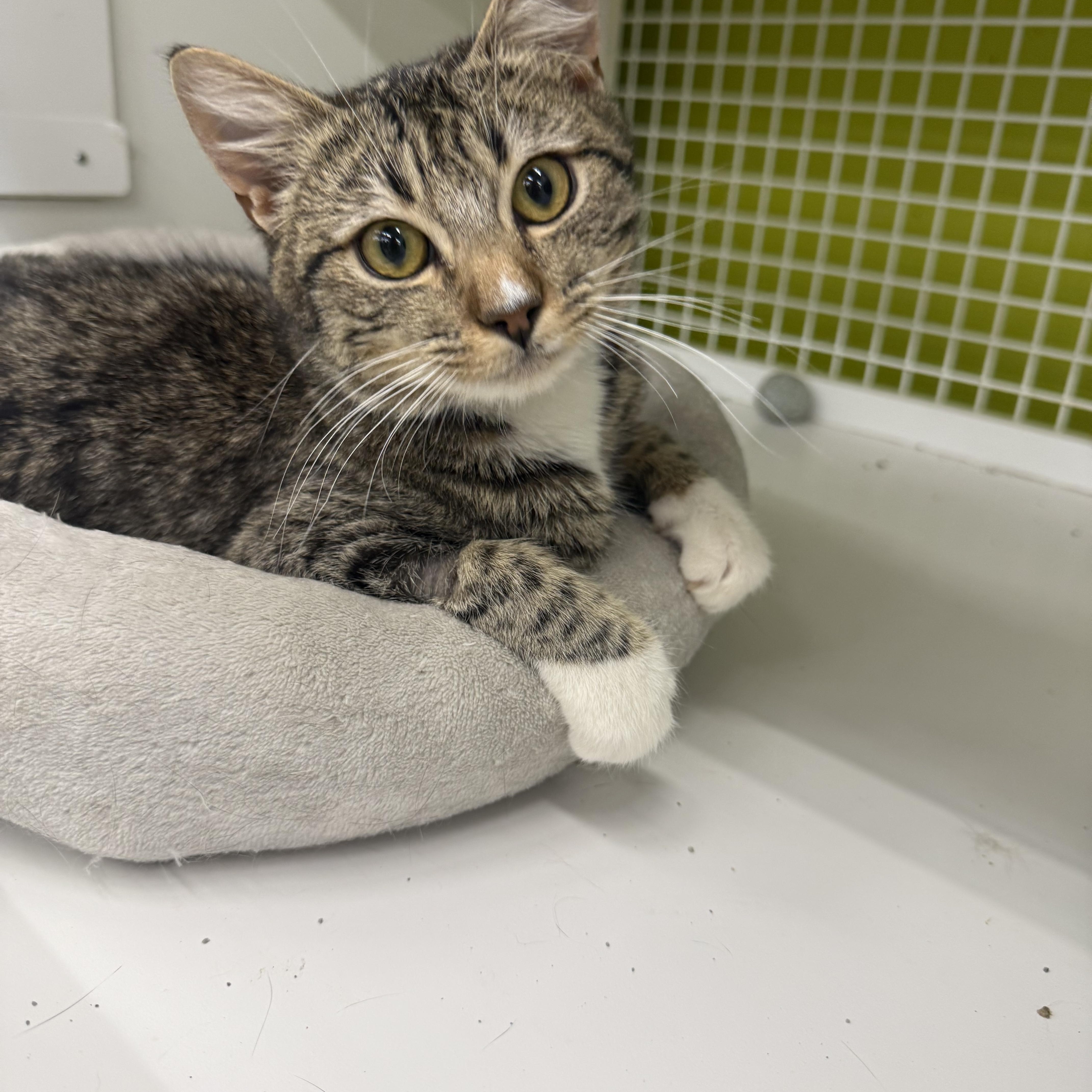 Enlarge RipRoar, a ADOPTABLE Tabby in Las Vegas, NV image 1/1
