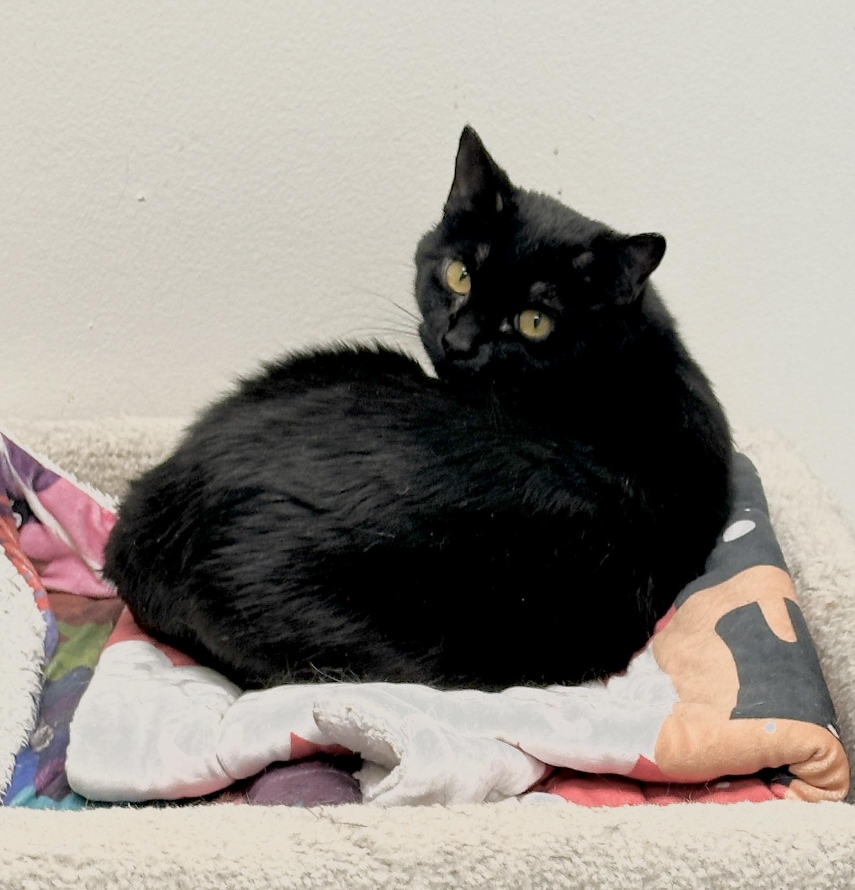 Enlarge Marie & Momma Lyra, a Adoptable mixed breed in Anchorage, AK image 6/6