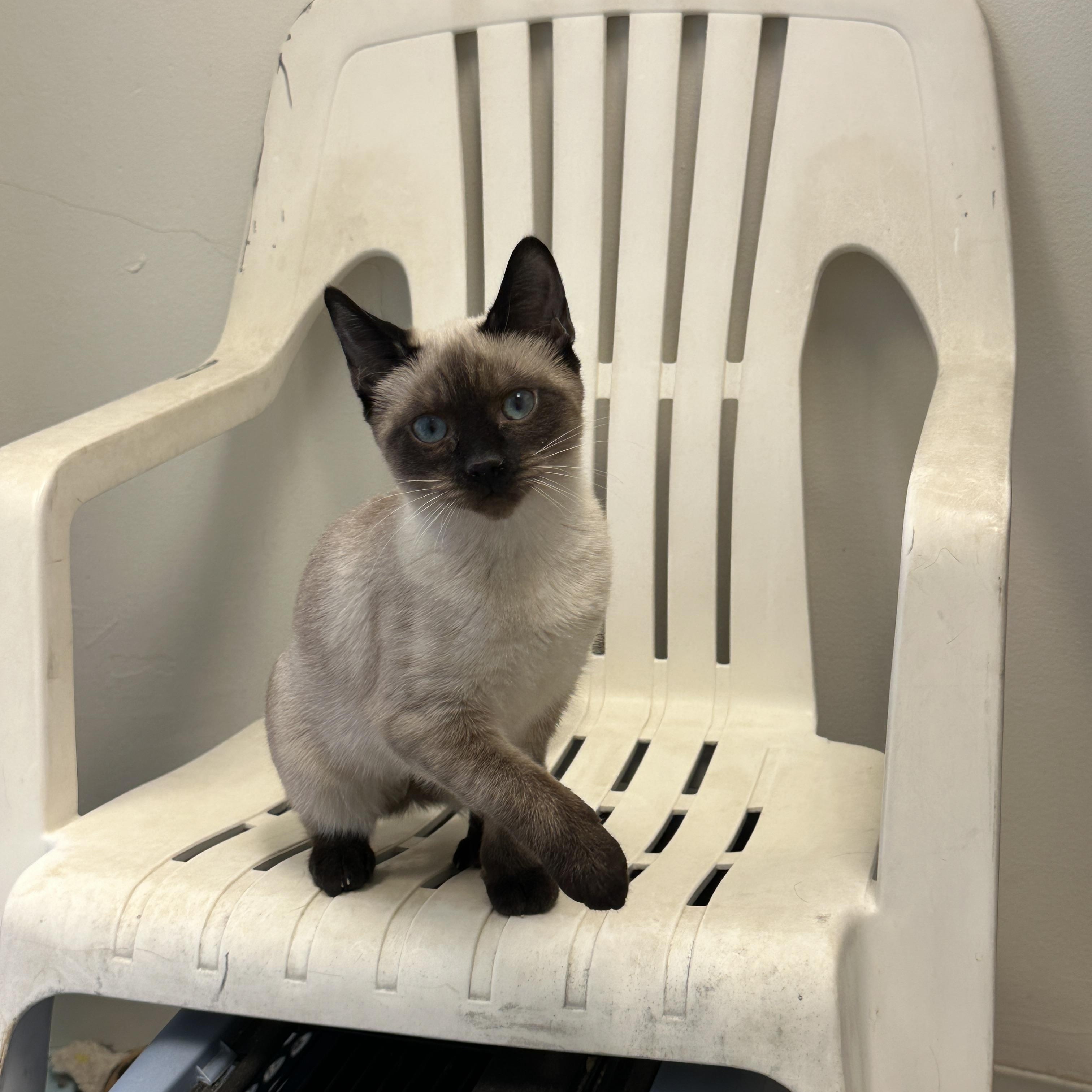 Marie, Momma Lyra, Hercules & Marcel