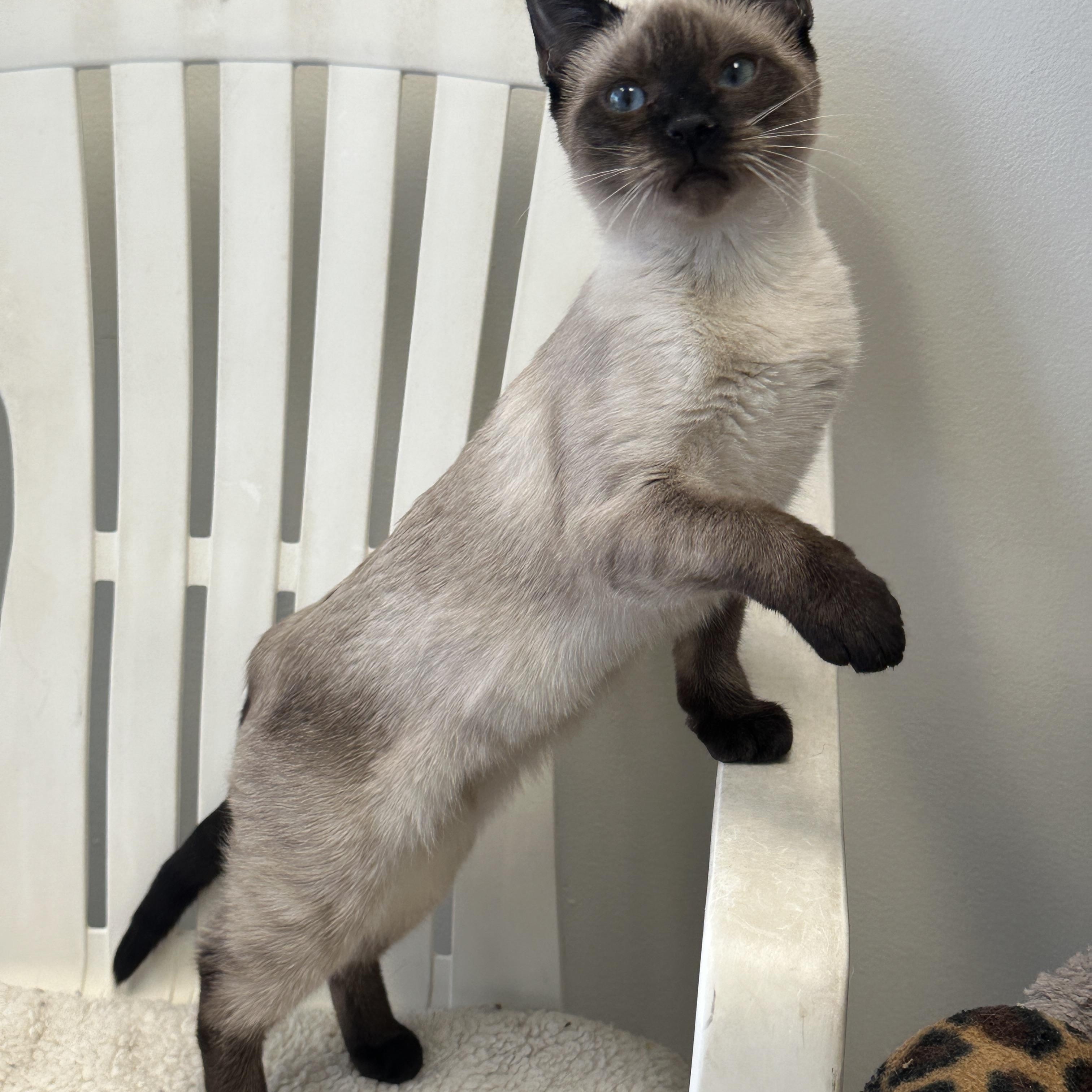 Enlarge Marie, Momma Lyra, Hercules & Marcel, a Adoptable mixed breed in Anchorage, AK image 4/6