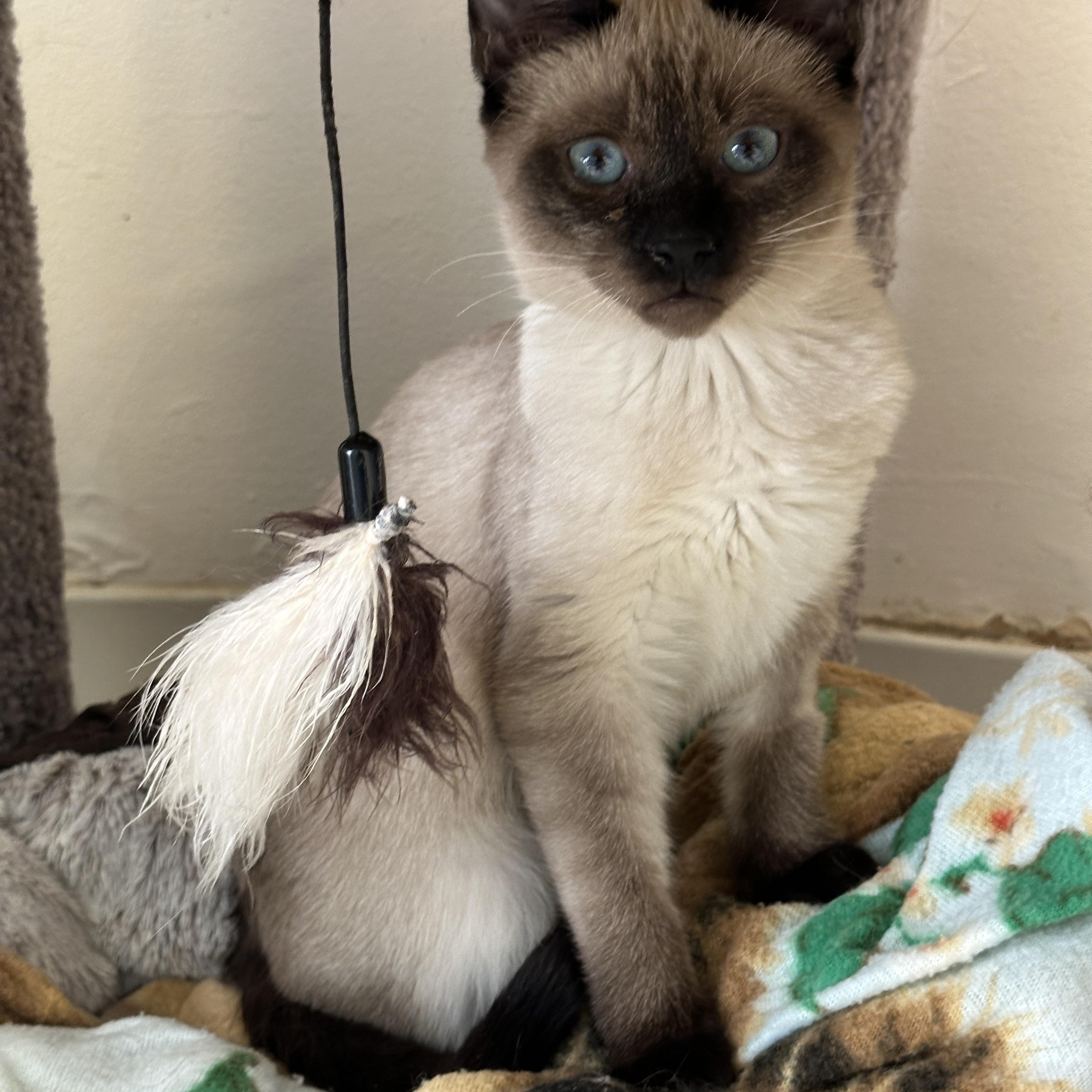 Enlarge Marie, Momma Lyra, Hercules & Marcel, a Adoptable mixed breed in Anchorage, AK image 5/6