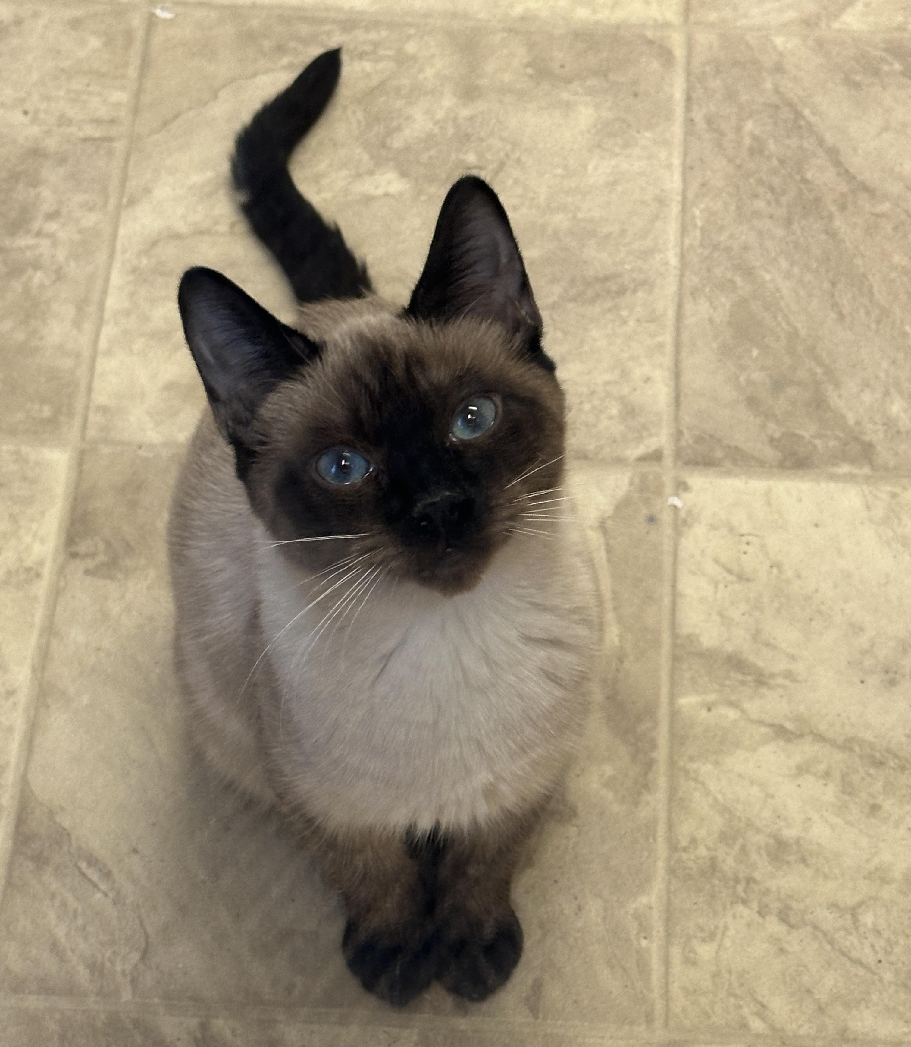 Marie, Momma Lyra, Hercules & Marcel, Adoptable, Young Female Domestic Short Hair.