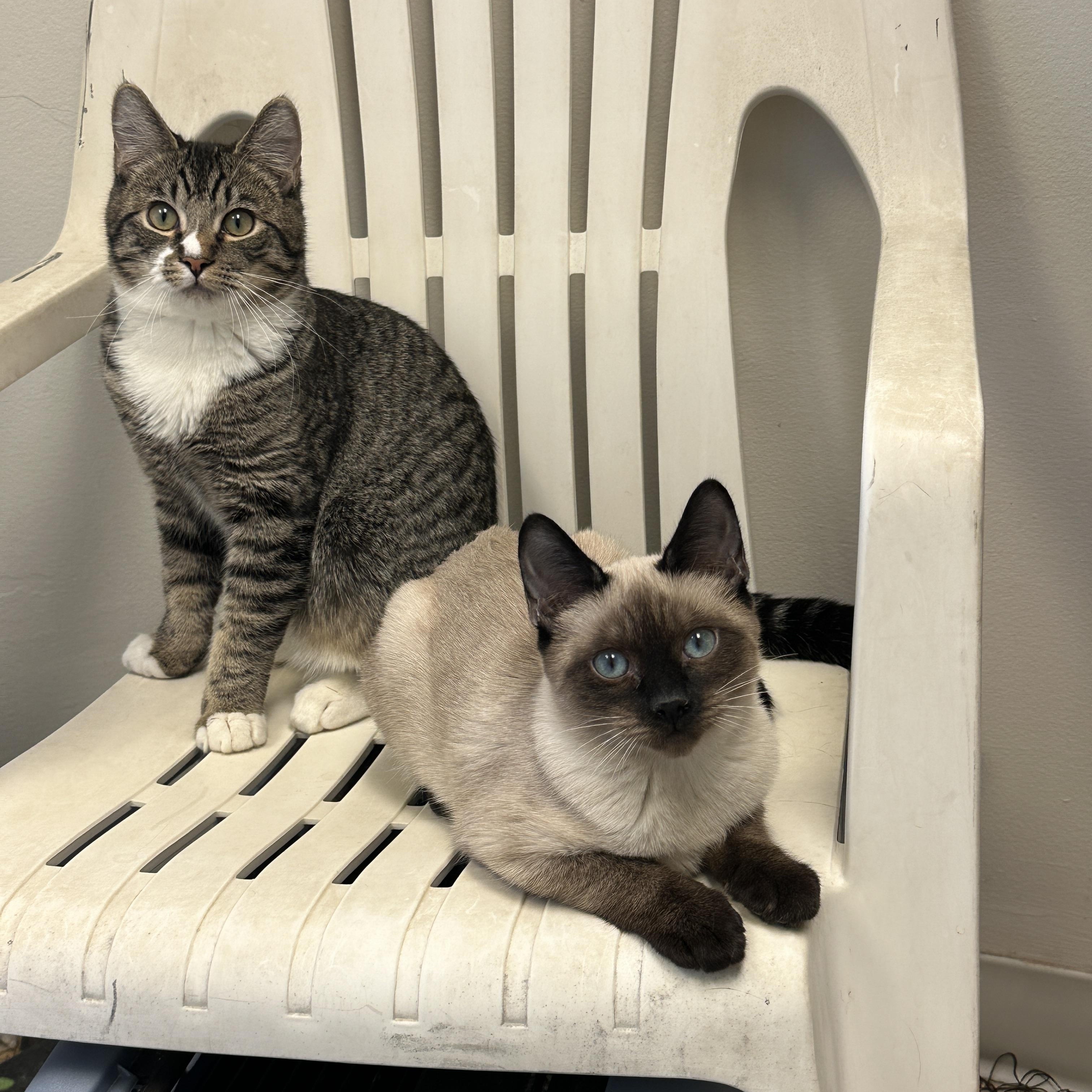 Enlarge Marie, Momma Lyra, Hercules & Marcel, a Adoptable mixed breed in Anchorage, AK image 2/6