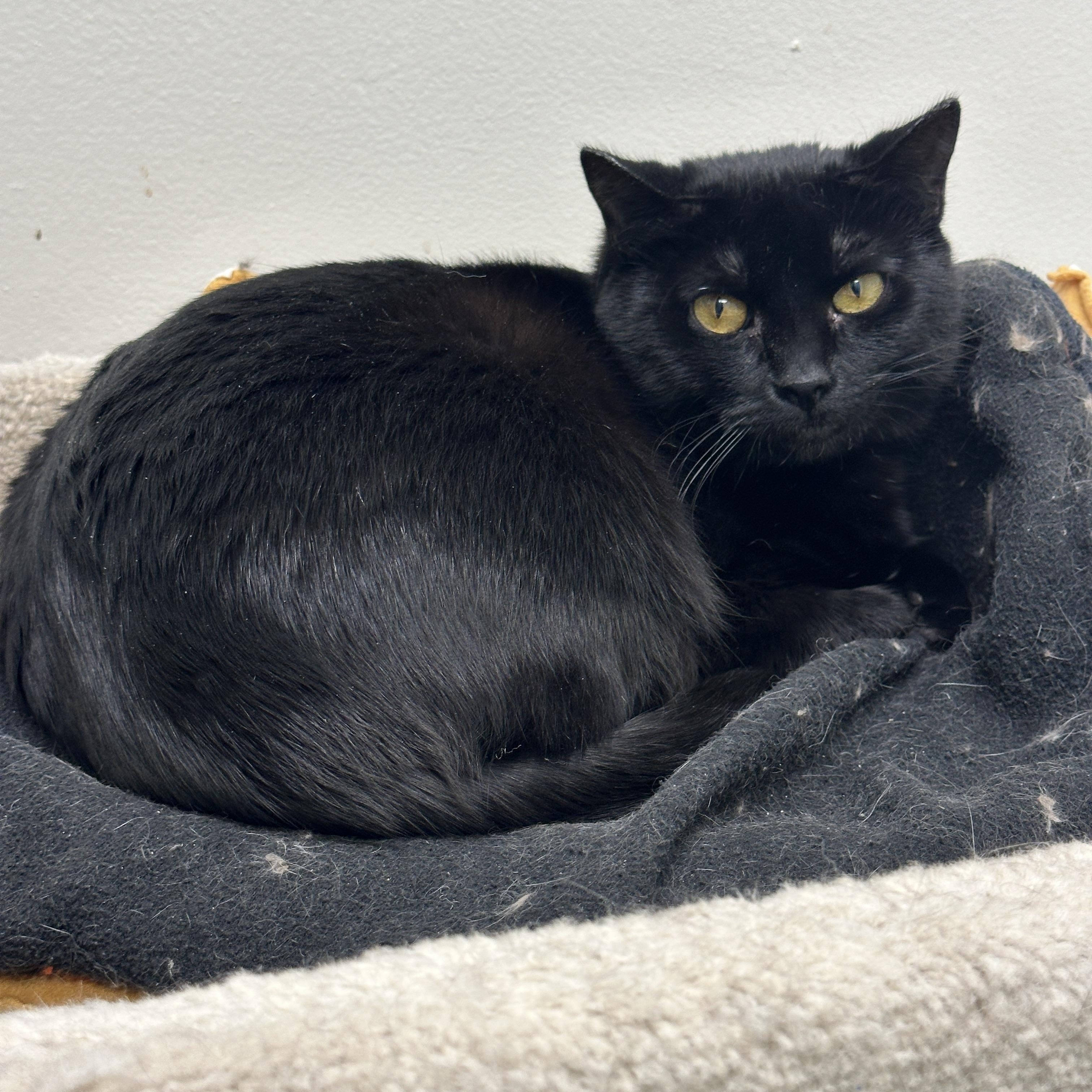 Enlarge Marie, Momma Lyra, Hercules & Marcel, a Adoptable mixed breed in Anchorage, AK image 6/6