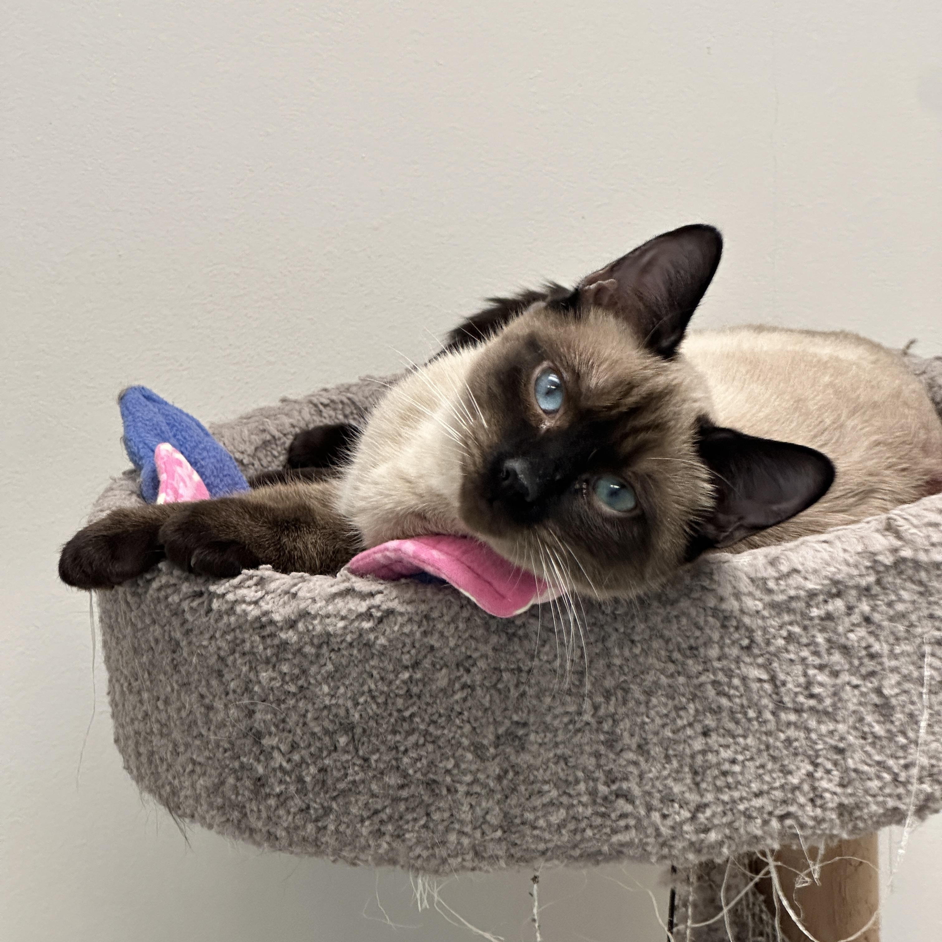 Enlarge Marie & Momma Lyra, a Adoptable mixed breed in Anchorage, AK image 5/6