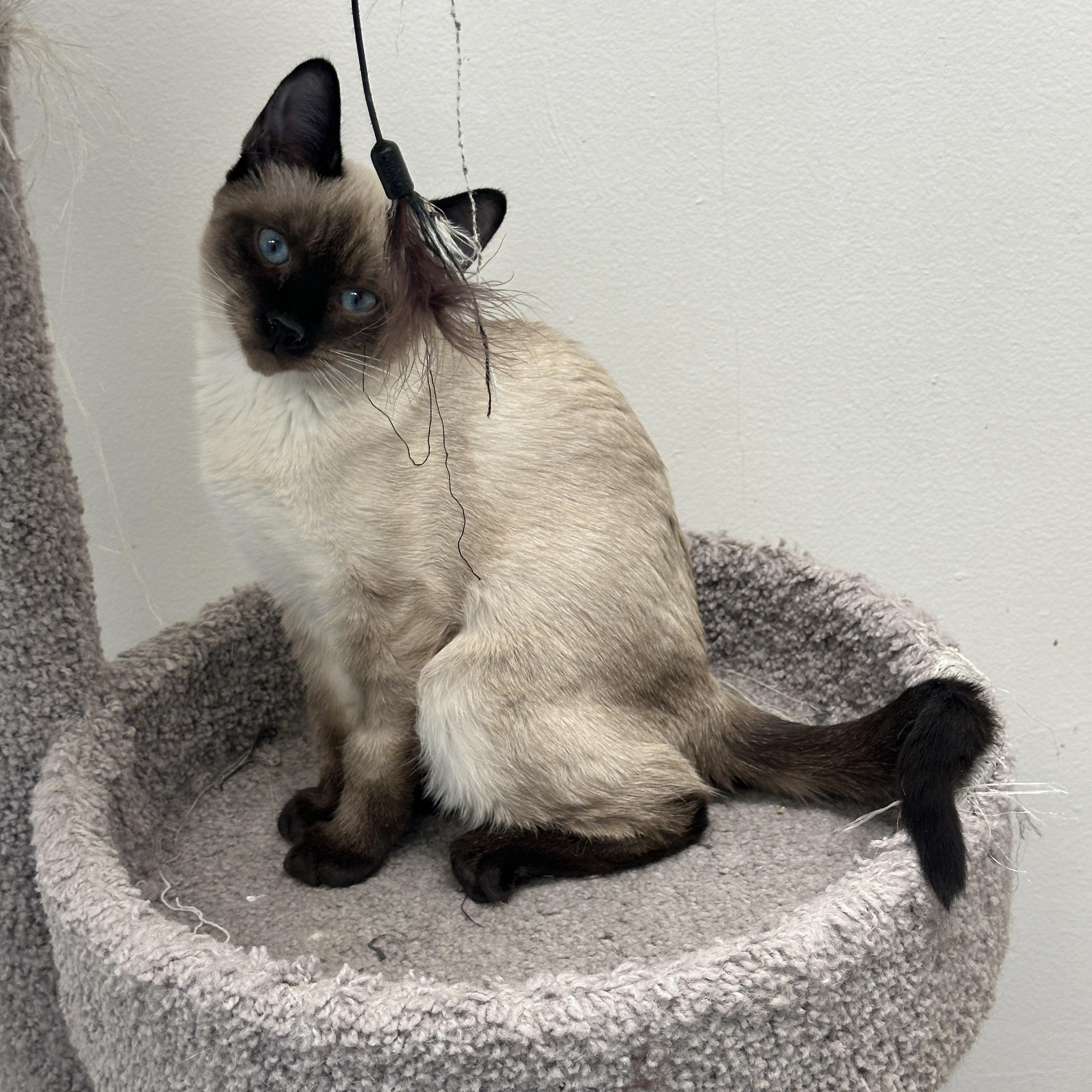 Enlarge Marie, Momma Lyra, Hercules & Marcel, a Adoptable mixed breed in Anchorage, AK image 3/6