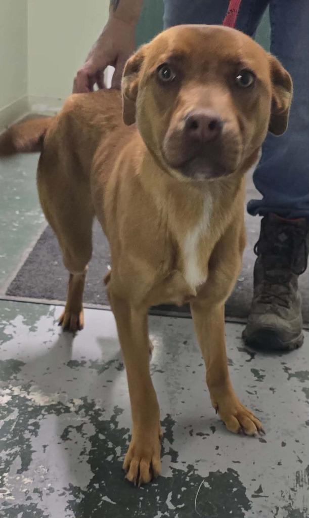 Enlarge May, a Adoptable Mixed Breed in Hillsdale, IN image 1/1
