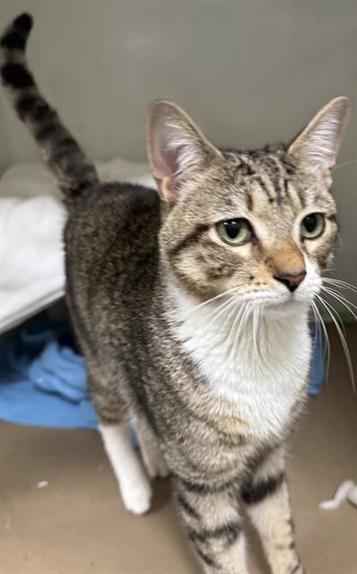 Enlarge FRANKLIN, a Adoptable Domestic Short Hair in Boston, MA image 1/1