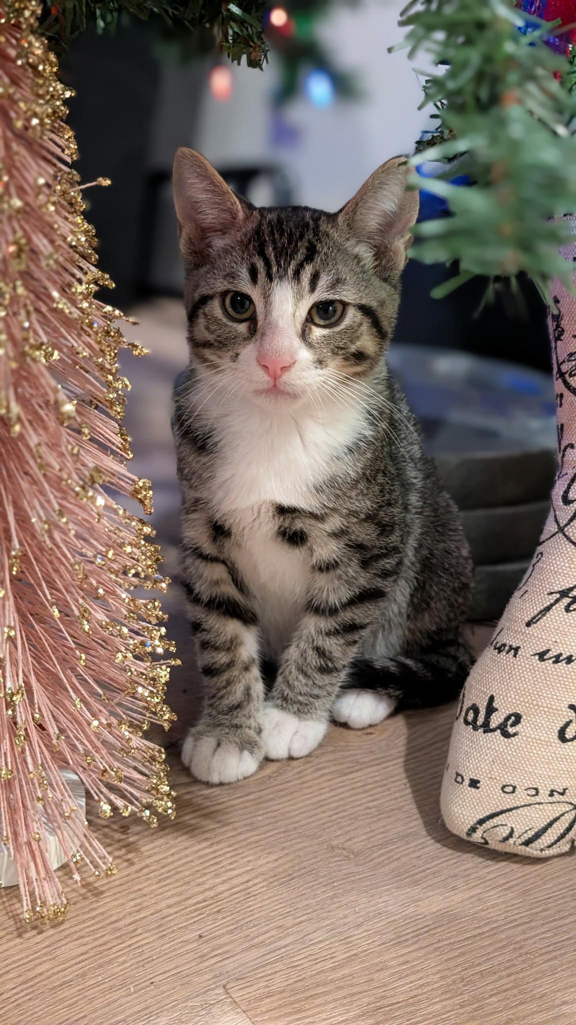 Dray, ADOPTABLE, Kitten Male Domestic Short Hair.