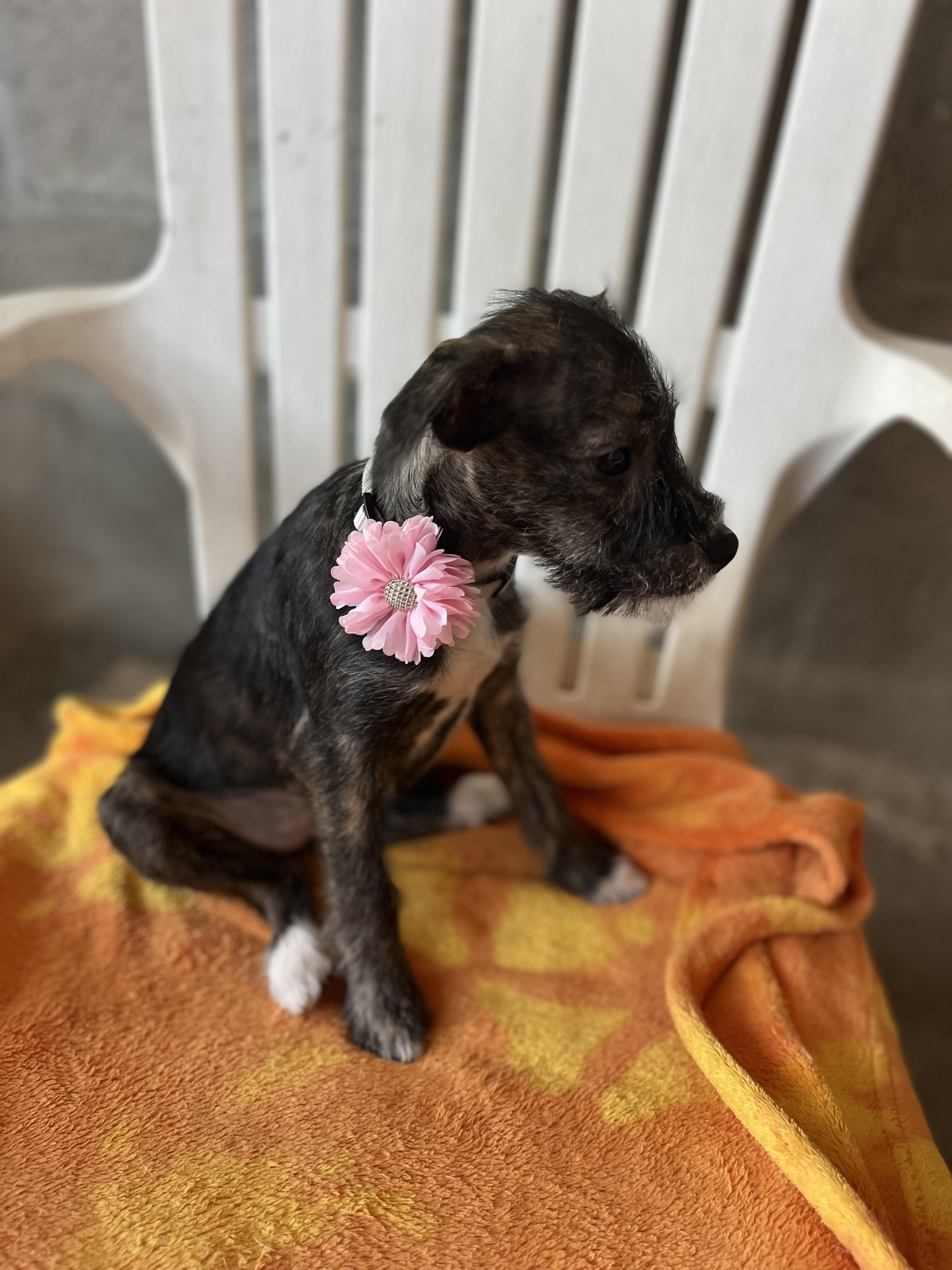 Renny, Adoptable, Puppy Female Border Terrier.