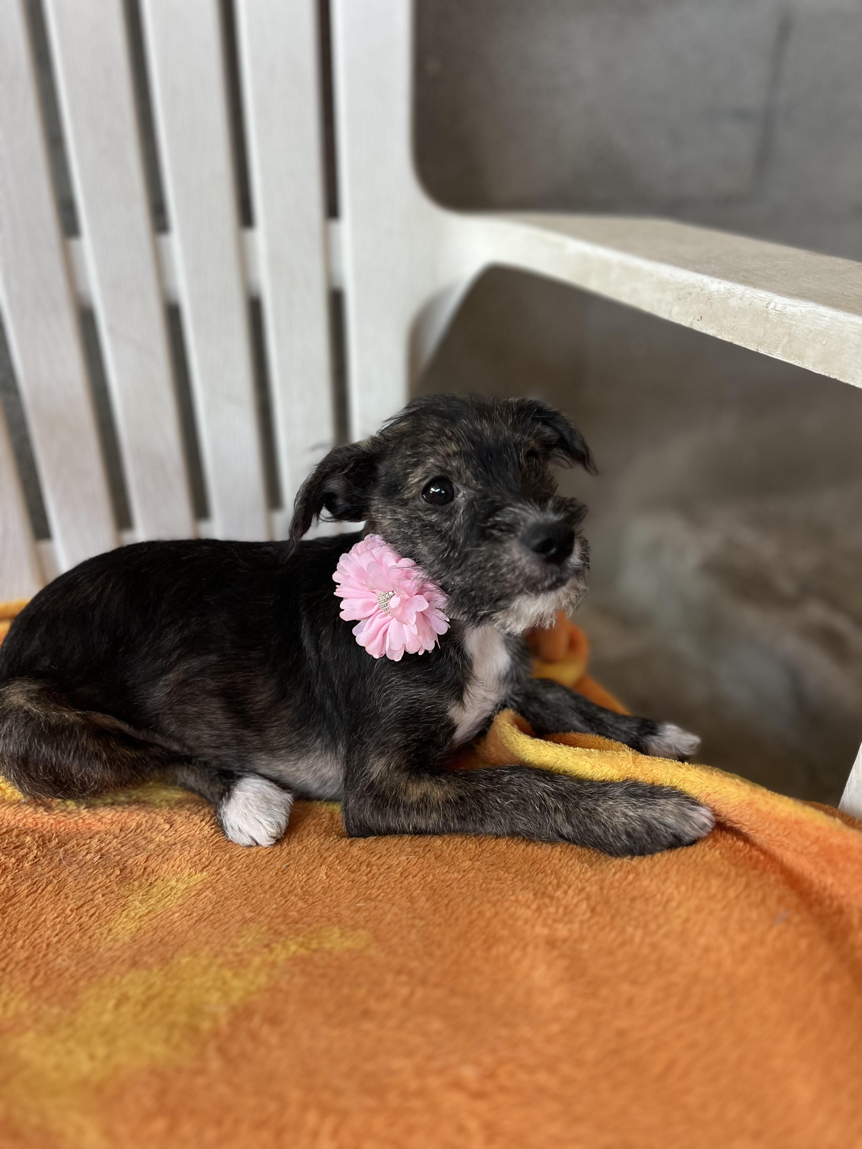 Enlarge Renny, a Adoptable mixed breed in Poway, CA image 2/5