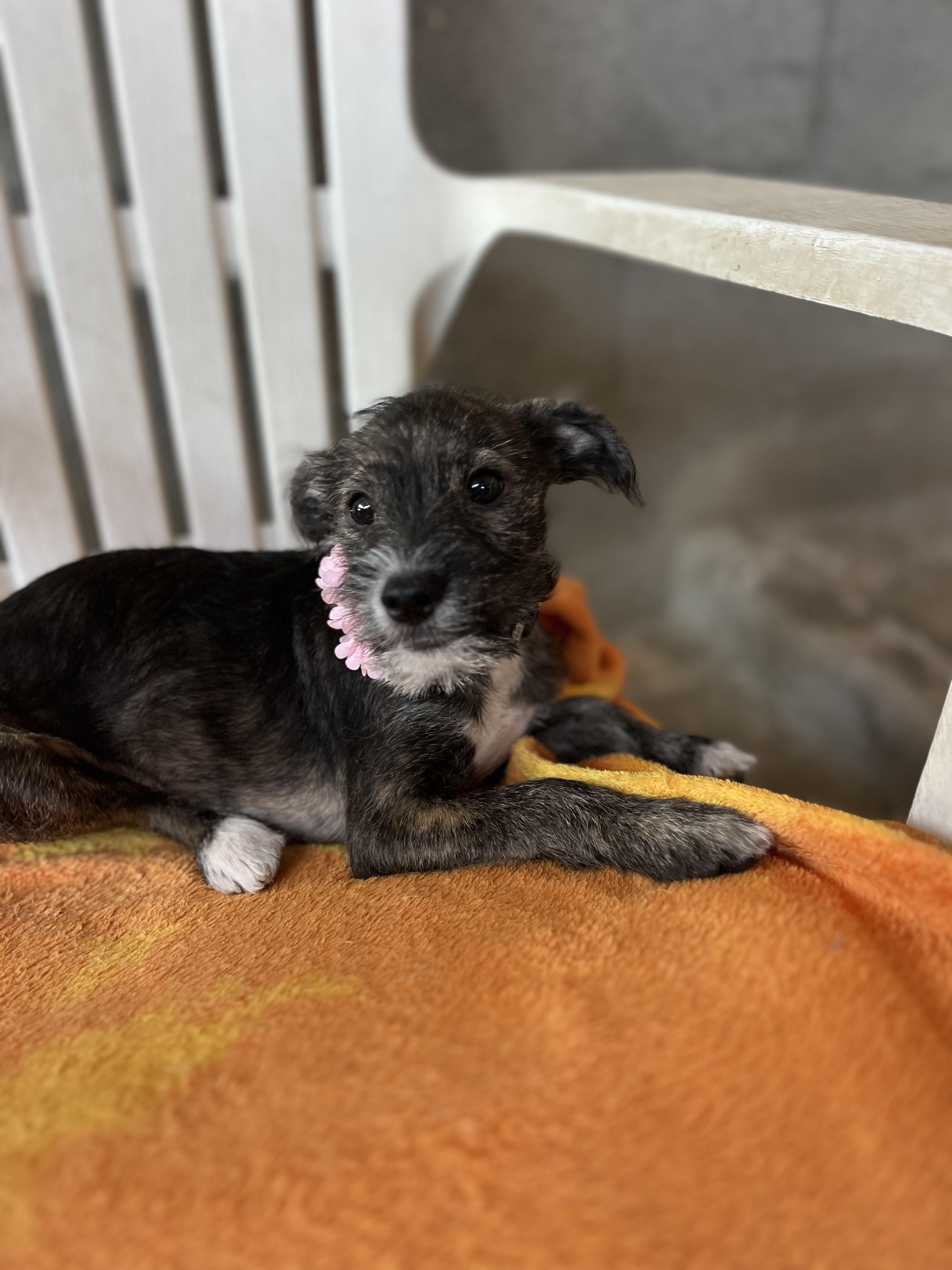 Enlarge Renny, a Adoptable mixed breed in Poway, CA image 3/5