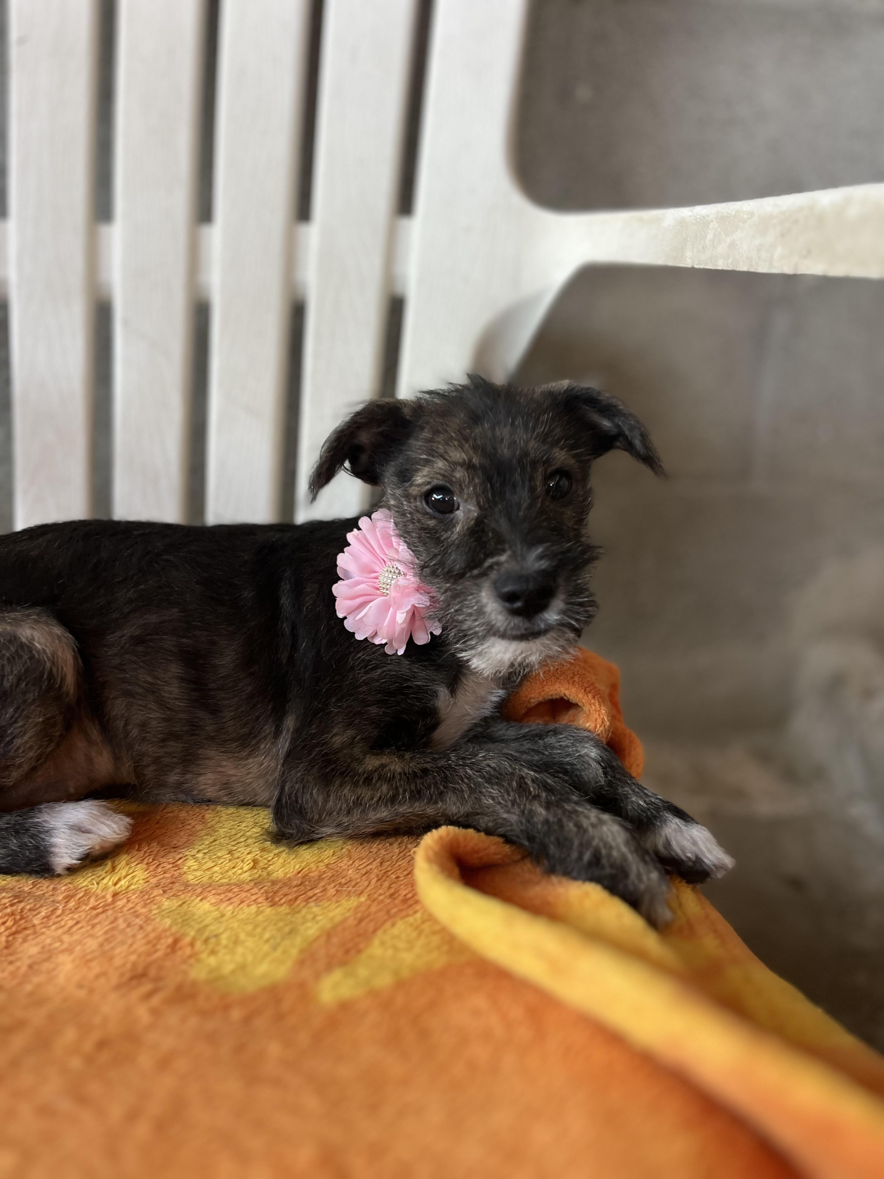 Enlarge Renny, a Adoptable mixed breed in Poway, CA image 4/5