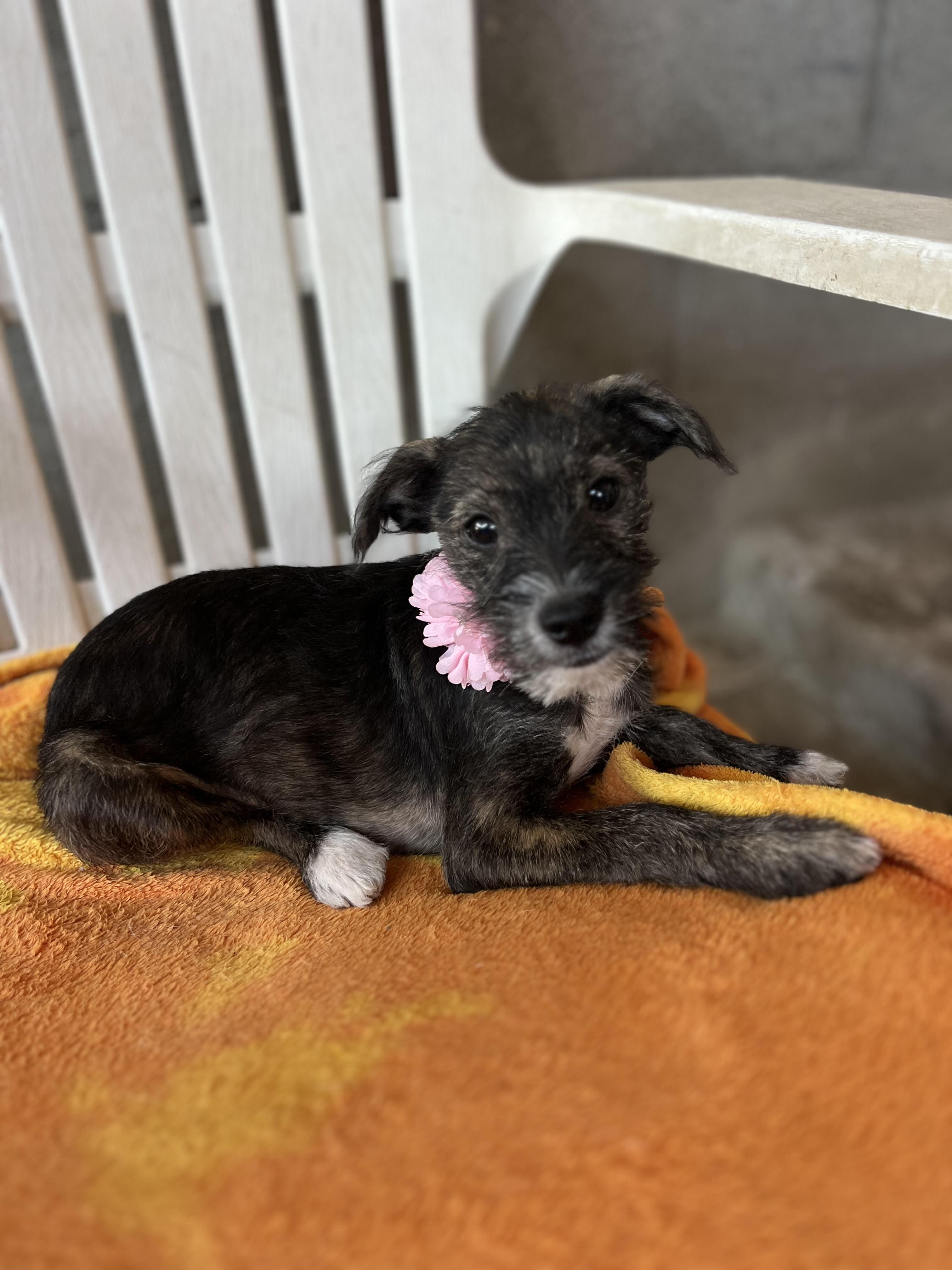 Enlarge Renny, a Adoptable mixed breed in Poway, CA image 5/5