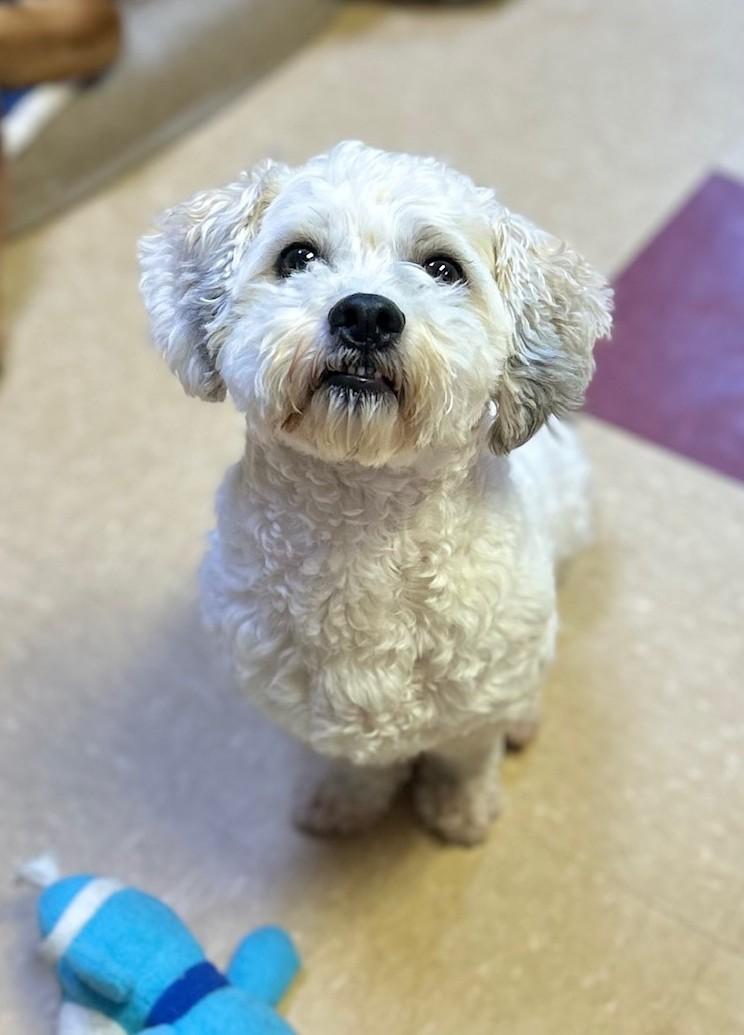 Jojo, adopted, Adult Male Bichon Frise.
