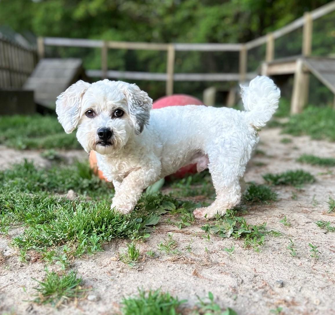 Enlarge Jojo, an adopted mixed breed in Ashland, VA image 2/2