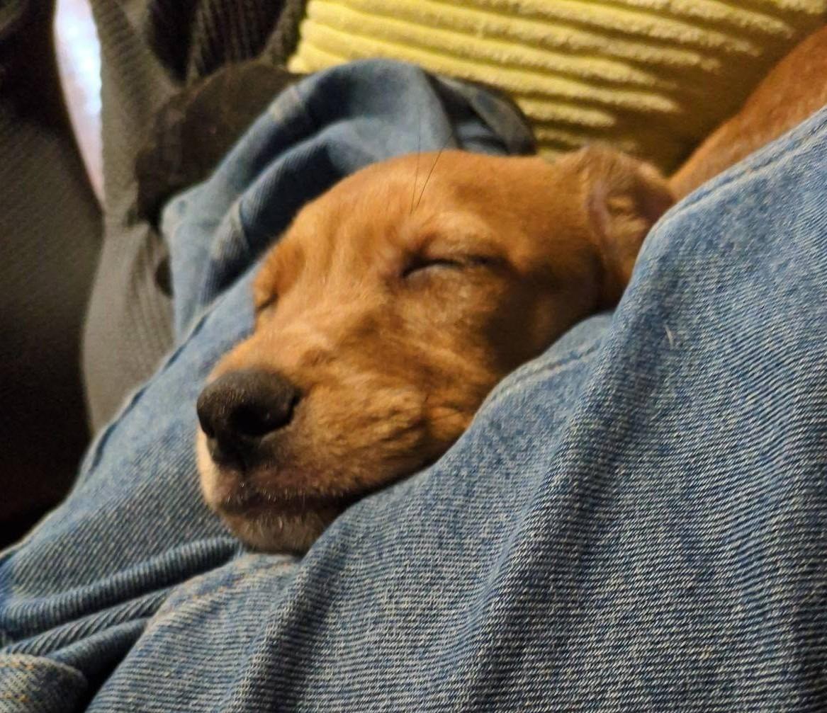 Enlarge Celia (adoption pending), a Adoptable mixed breed in Albany, NY image 5/6