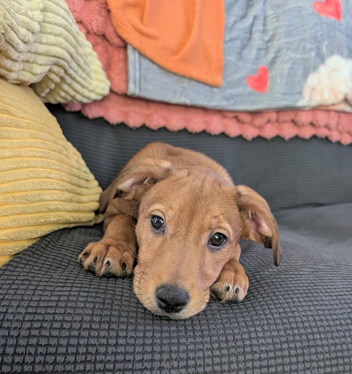 Enlarge Celia (adoption pending), a Adoptable mixed breed in Albany, NY image 2/6