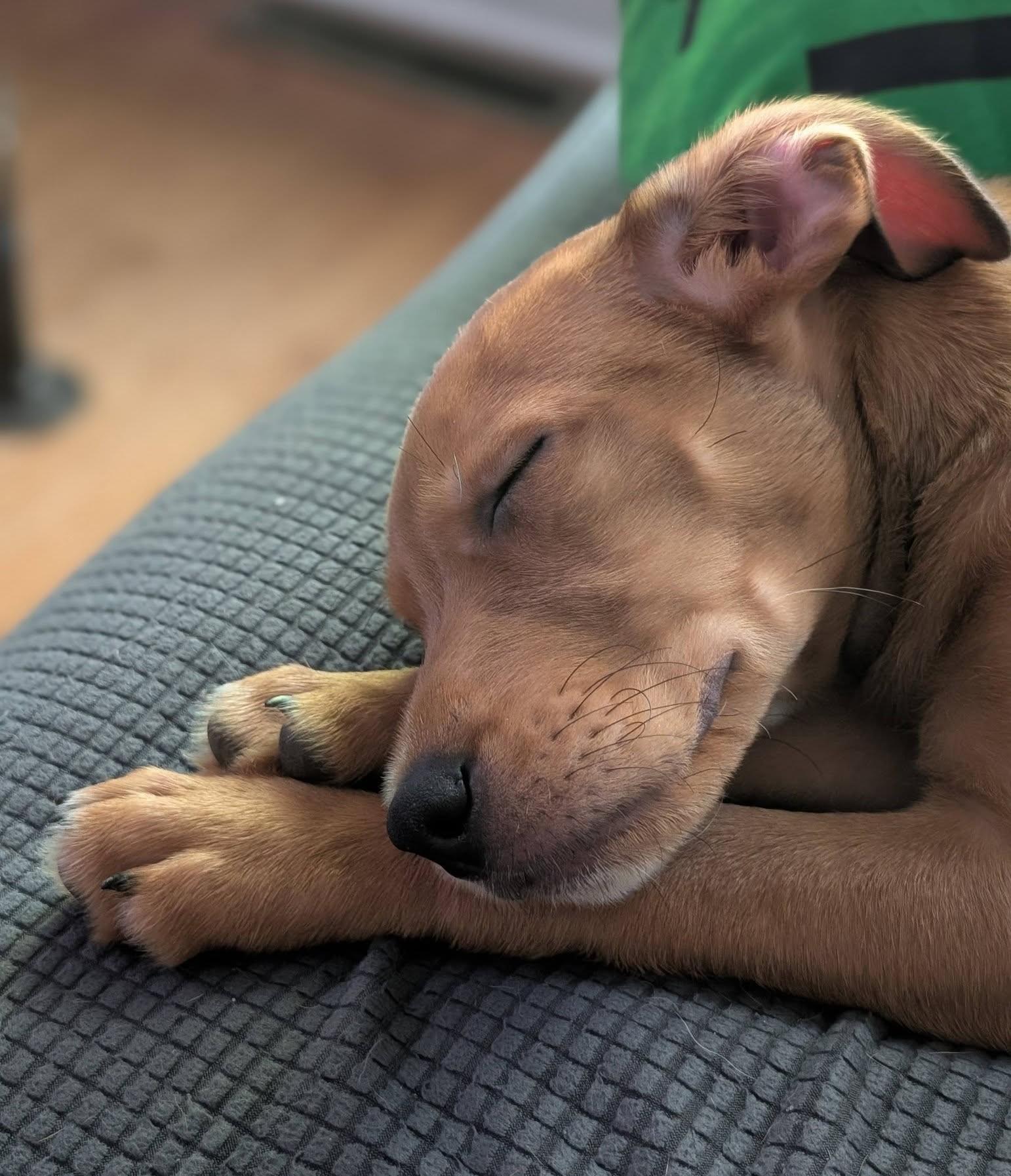 Enlarge Celia (adoption pending), a Adoptable mixed breed in Albany, NY image 4/6