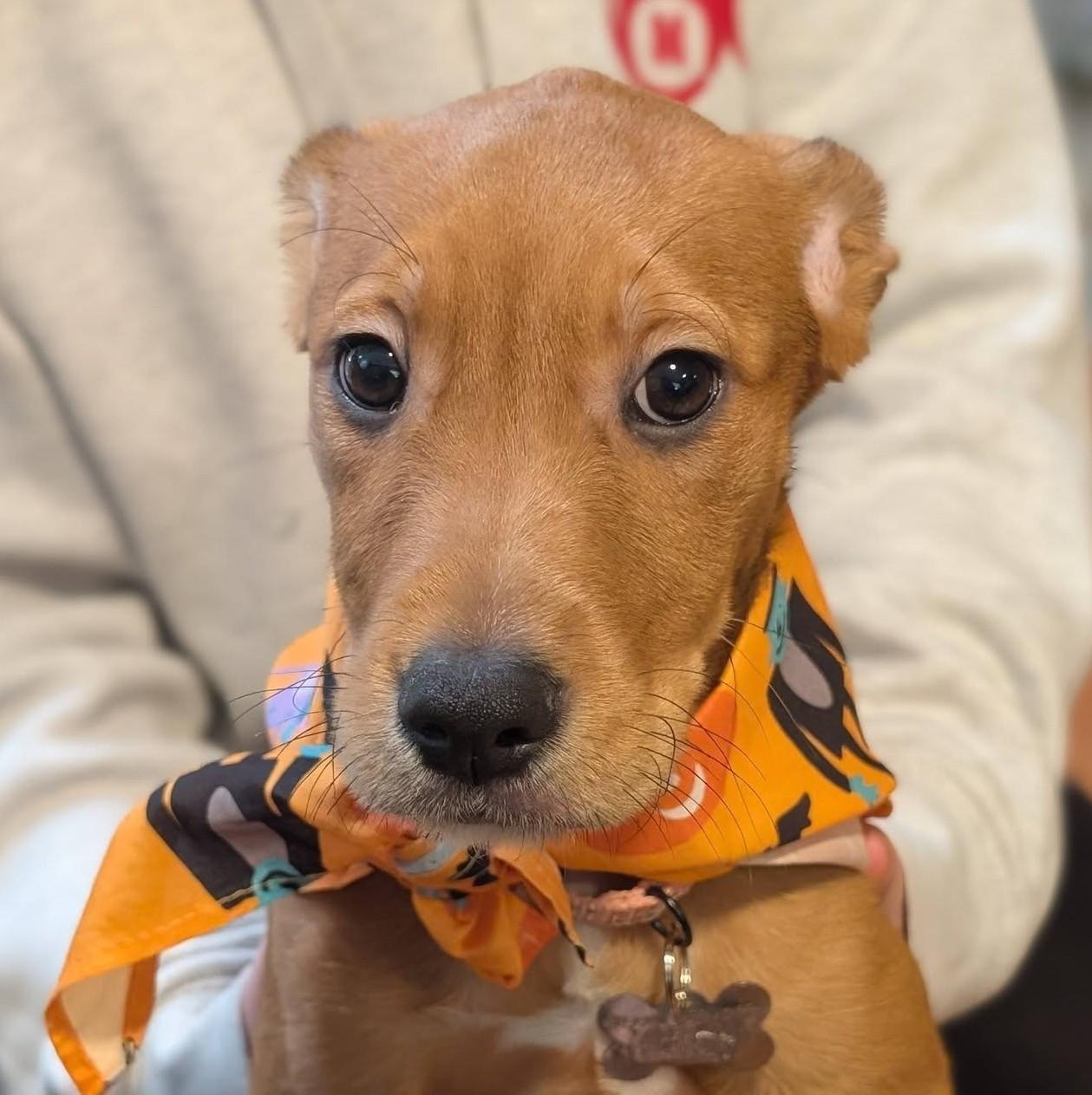 Celia (adoption pending), Adoptable, Puppy Female Hound & Labradoodle.
