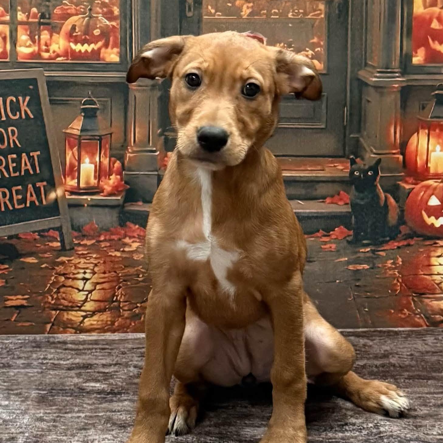 Enlarge Celia (adoption pending), a Adoptable mixed breed in Albany, NY image 6/6
