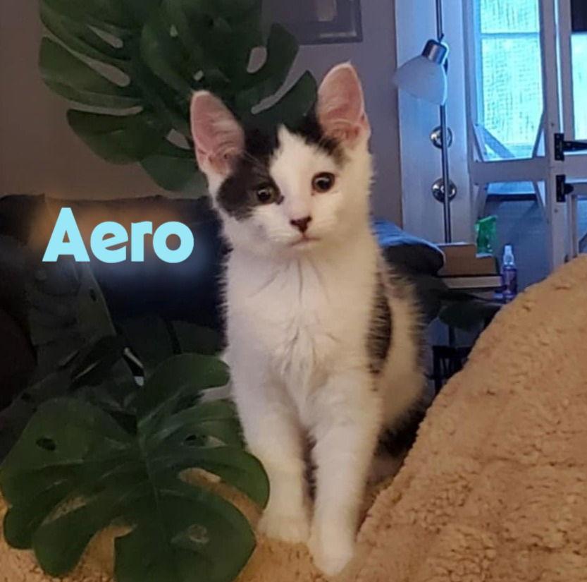 Enlarge Aero, a Adoptable Domestic Short Hair in Flint Hill, VA image 1/2