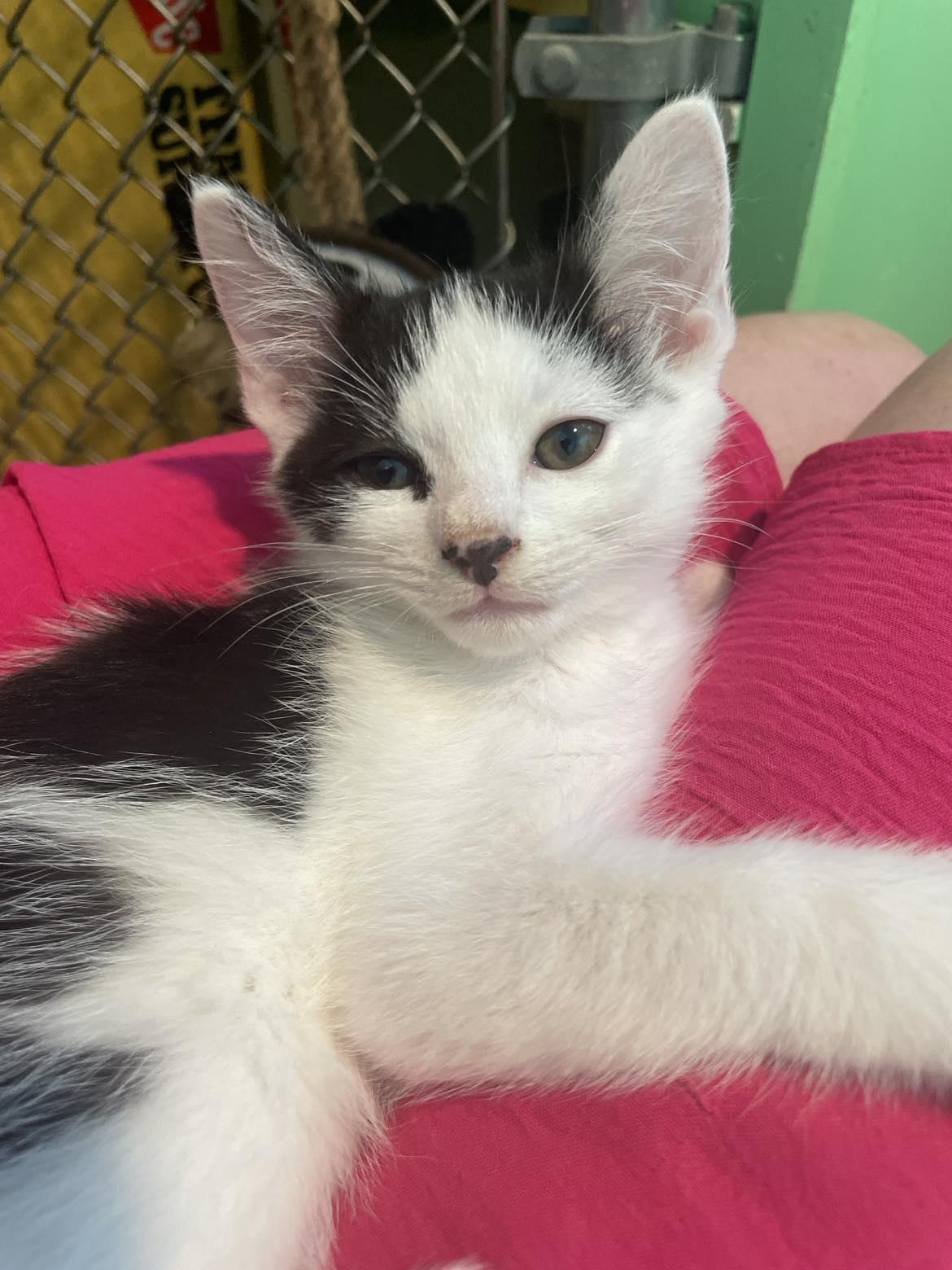 Enlarge Aero, a Adoptable Domestic Short Hair in Flint Hill, VA image 2/2